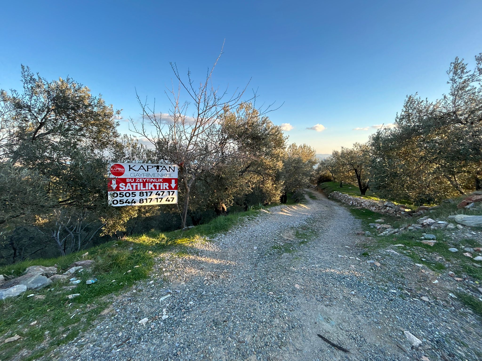 Arıtaşı 'nda Harika Konum Deniz Manzaralı 4,6 Dönüm Zeytinlik