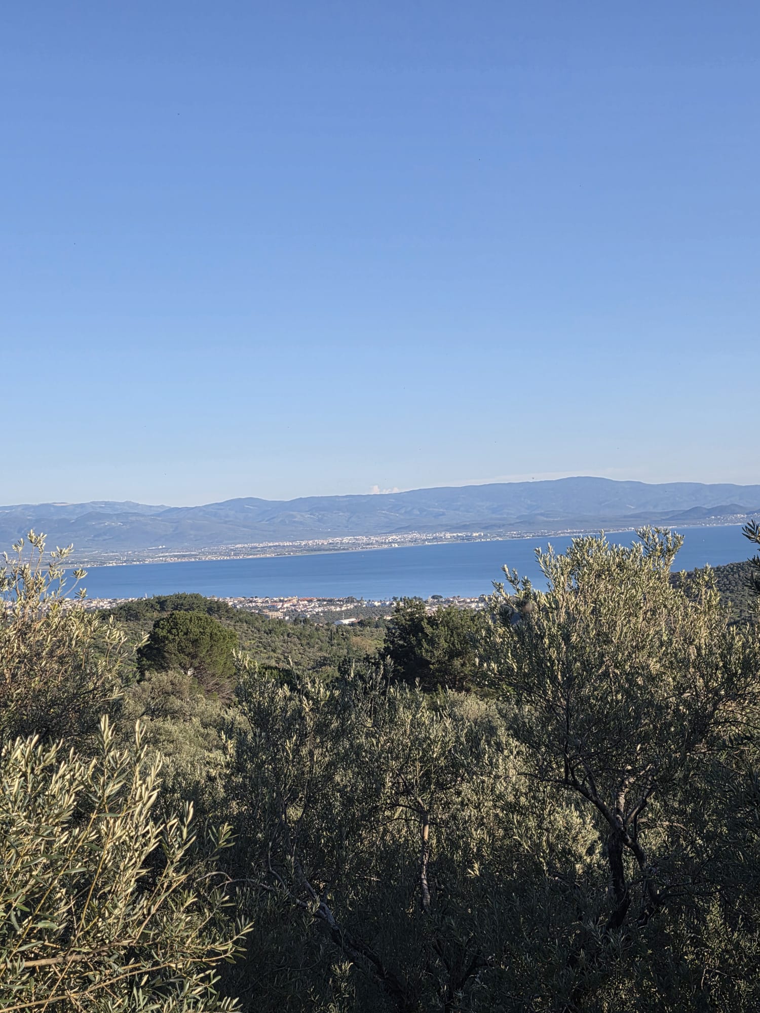 GÜREDE SATILIK 4317 M2 ZEYTİNLİK