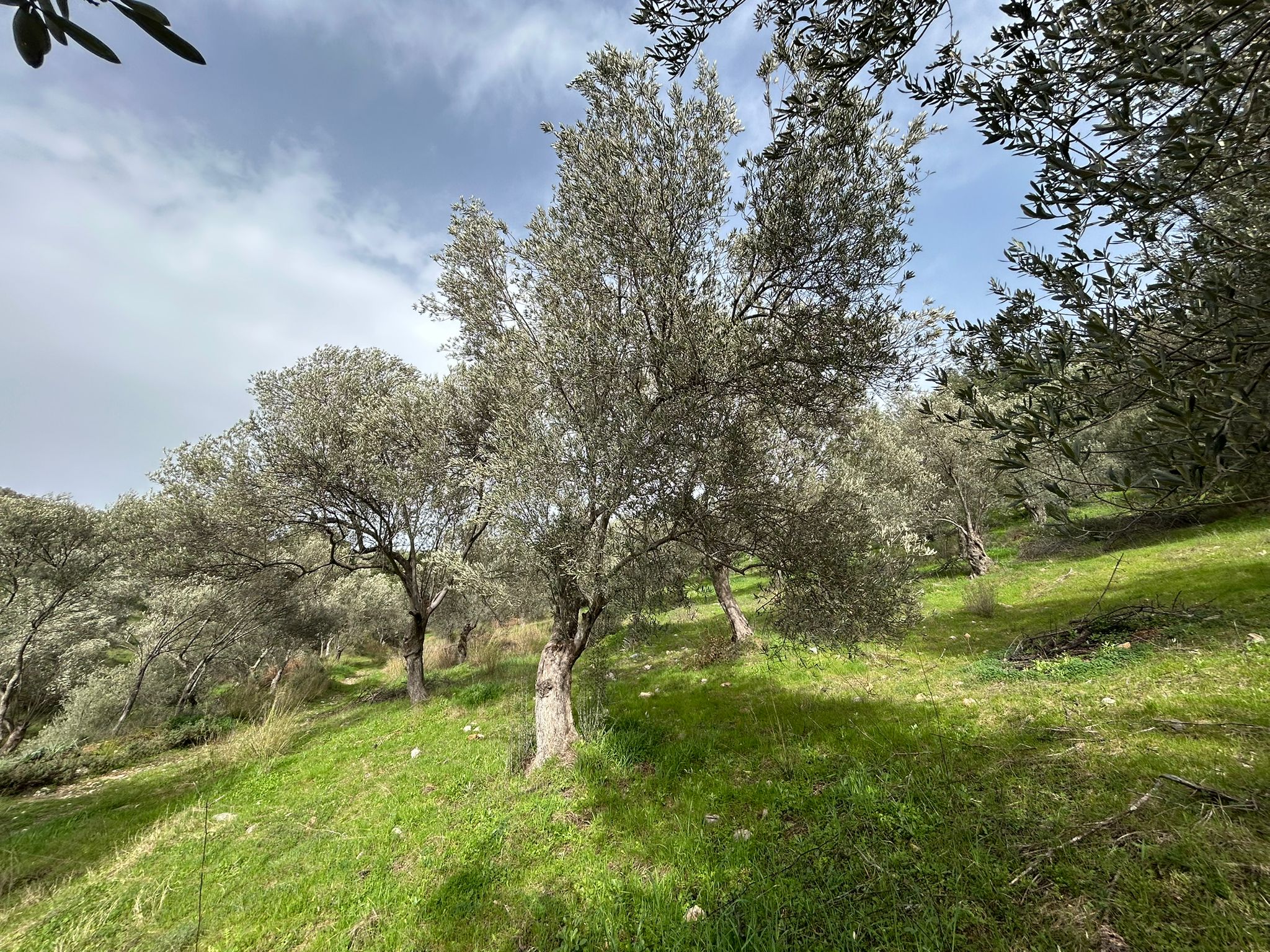 KARAAĞAÇ’TA SATILIK 9.724 M² ZEYTİNLİK, DERMAN KAPLICALARINA 300 Metre