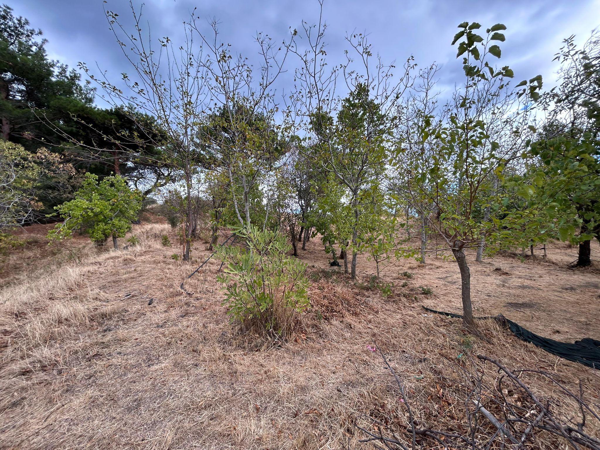 1 Dönüm Satılık Bahçe