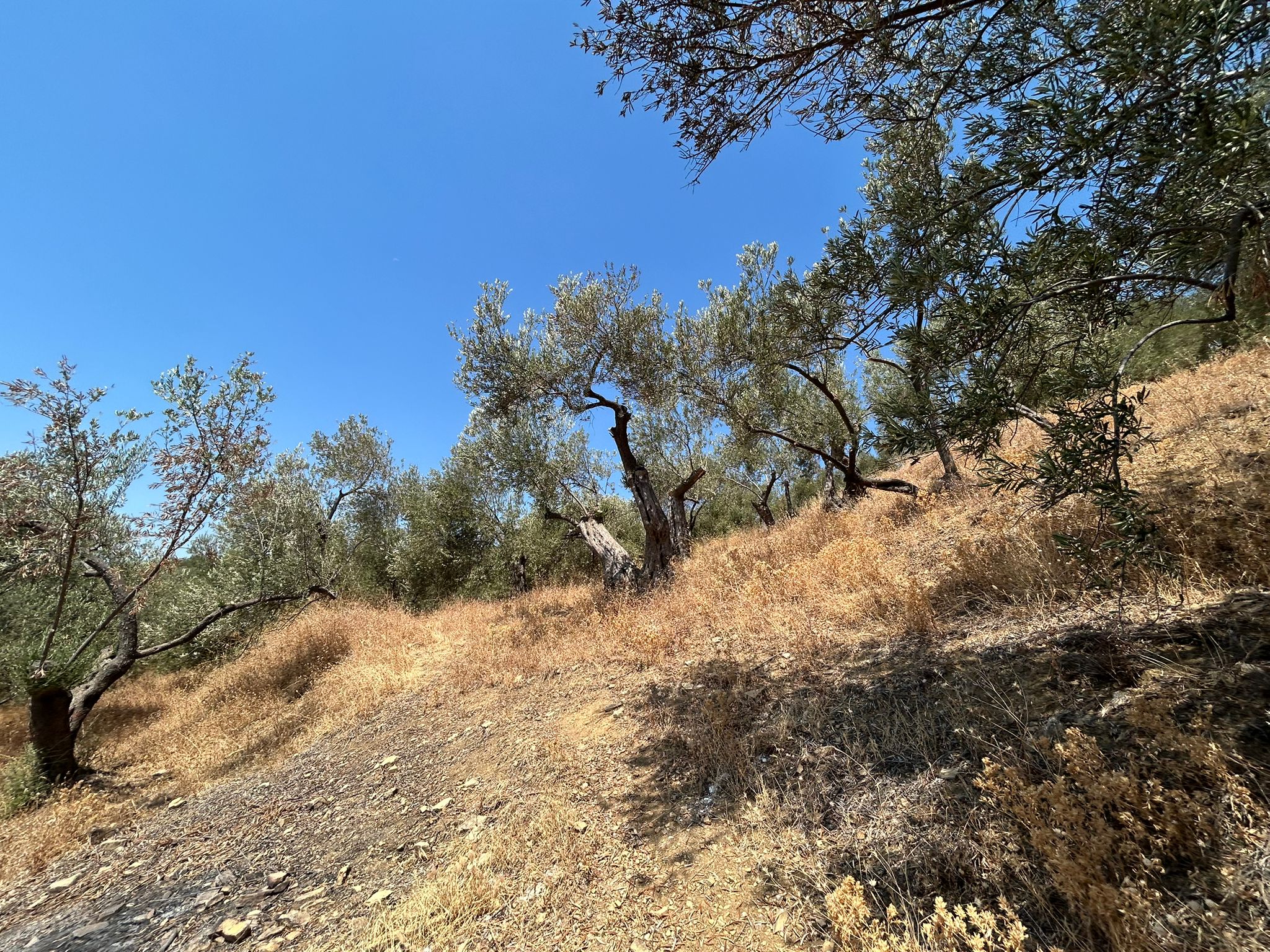 Asos 'ta 350 M2 Satılık Zeytinlik