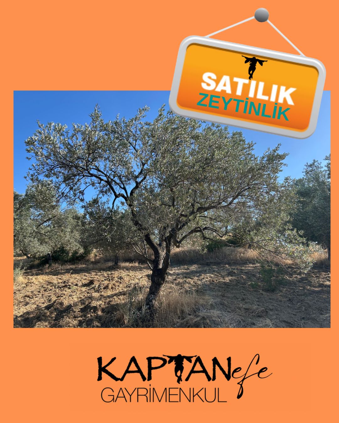 BALIKESİR HAVRAN SARNIÇ MAHALLESİNDE SATILIK ZEYTİNLİK