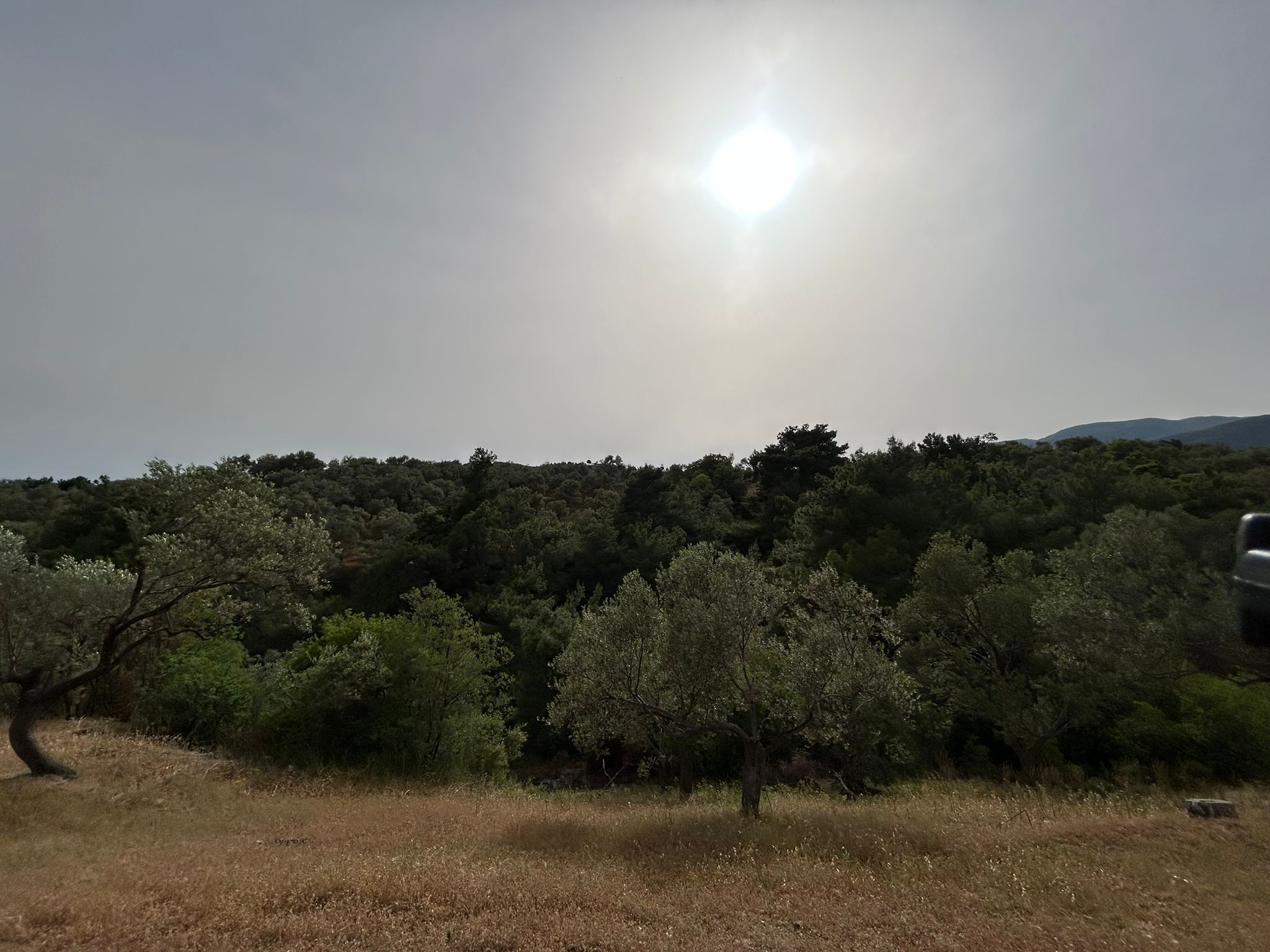 TAHTAKUŞLAR'DA SATILIK 459 M2 ZEYTİNLİK