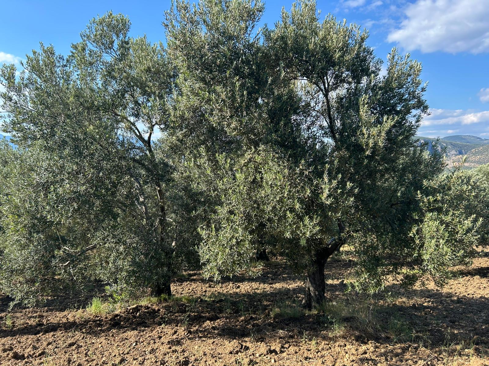 Köylüce 'de Satılık 12.728 M2 Zeytinlik