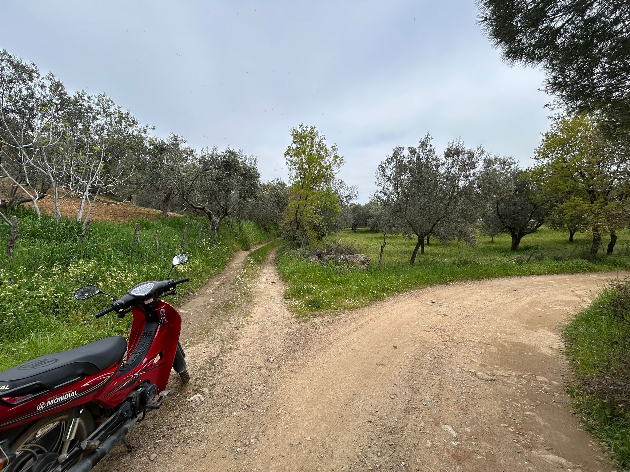 BALIKESİR EDREMİTİN EN GÖZDE KÖYÜNDE SATILIK 2 DÖNÜM ZEYTİNLİK