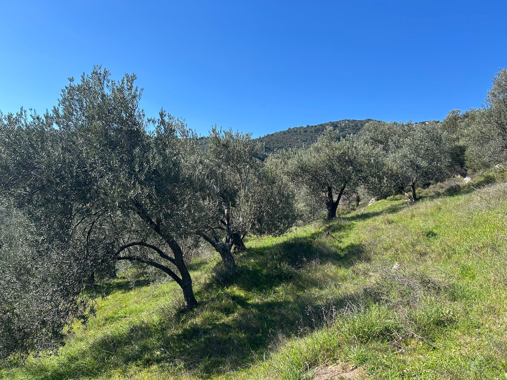 ÇANAKKALE AYVACIK ADATEPE'DE 16.580 m² DENİZ MANZARALI SATILIK ZEYTİNLİK