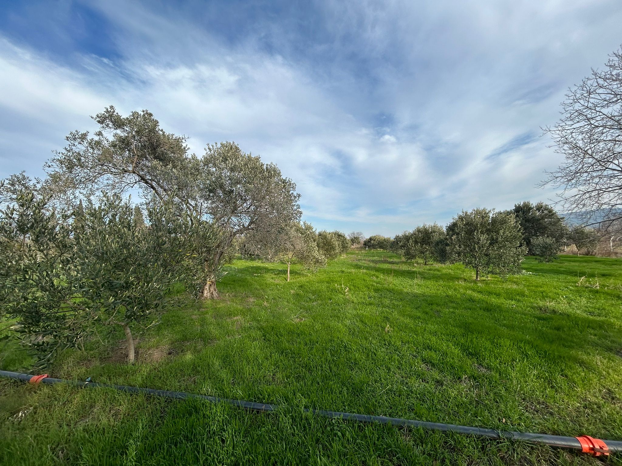 HAVRAN-TEKKE'DE Satılık 5 DÖNÜM FIRSAT MANDALİNLİK