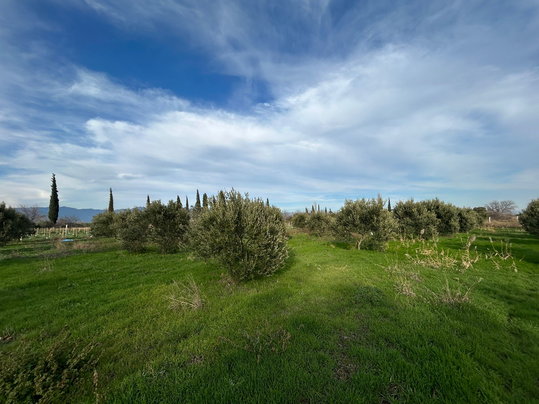 HAVRAN-TEKKE'DE Satılık 5 DÖNÜM FIRSAT MANDALİNLİK