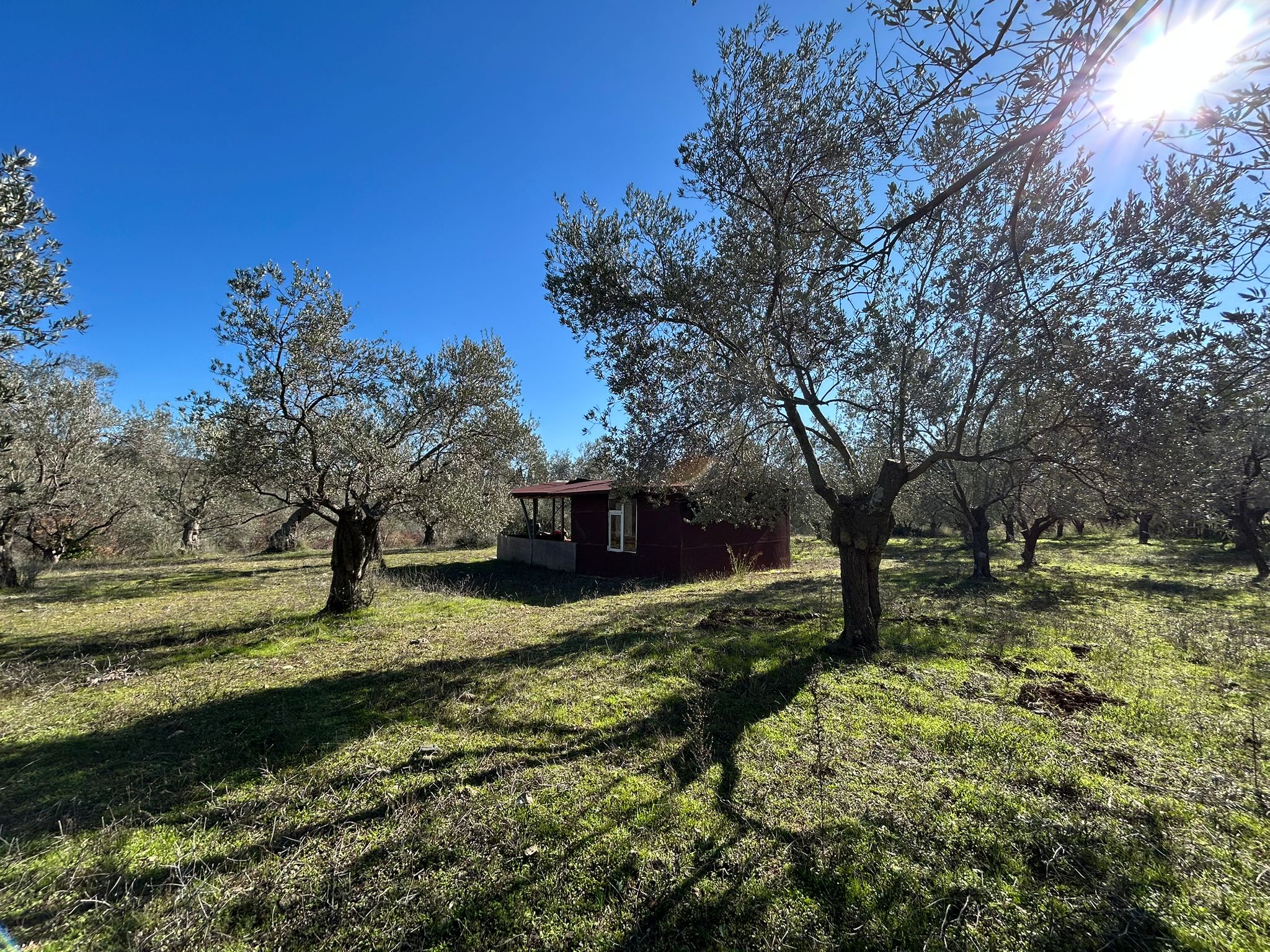 Dereli 'de Satılık 3659 M2 Müstakil Tapulu Zeytinlik