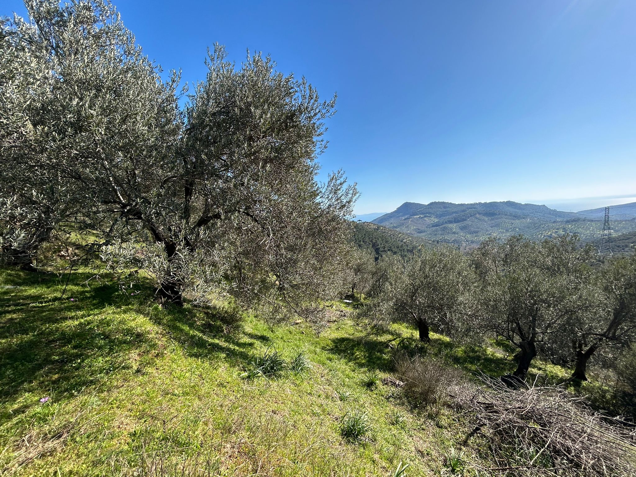 ÇANAKKALE AYVACIK ADATEPE'DE 16.580 m² DENİZ MANZARALI SATILIK ZEYTİNLİK