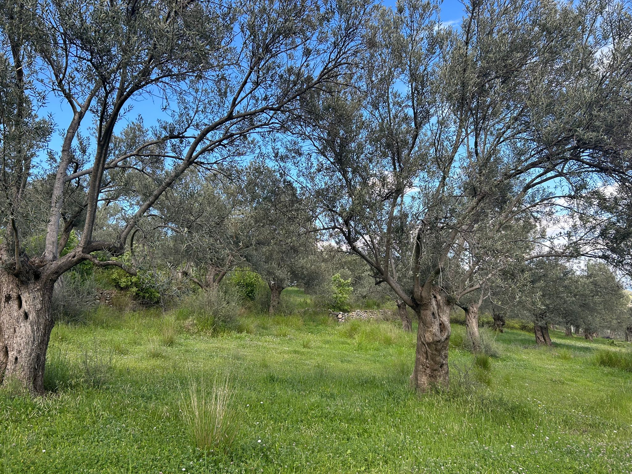 BALIKESİR EDREMİT KIZILKEÇİLİ’DE SATILIK ZEYTİNLİK – DENİZ MANZARALI