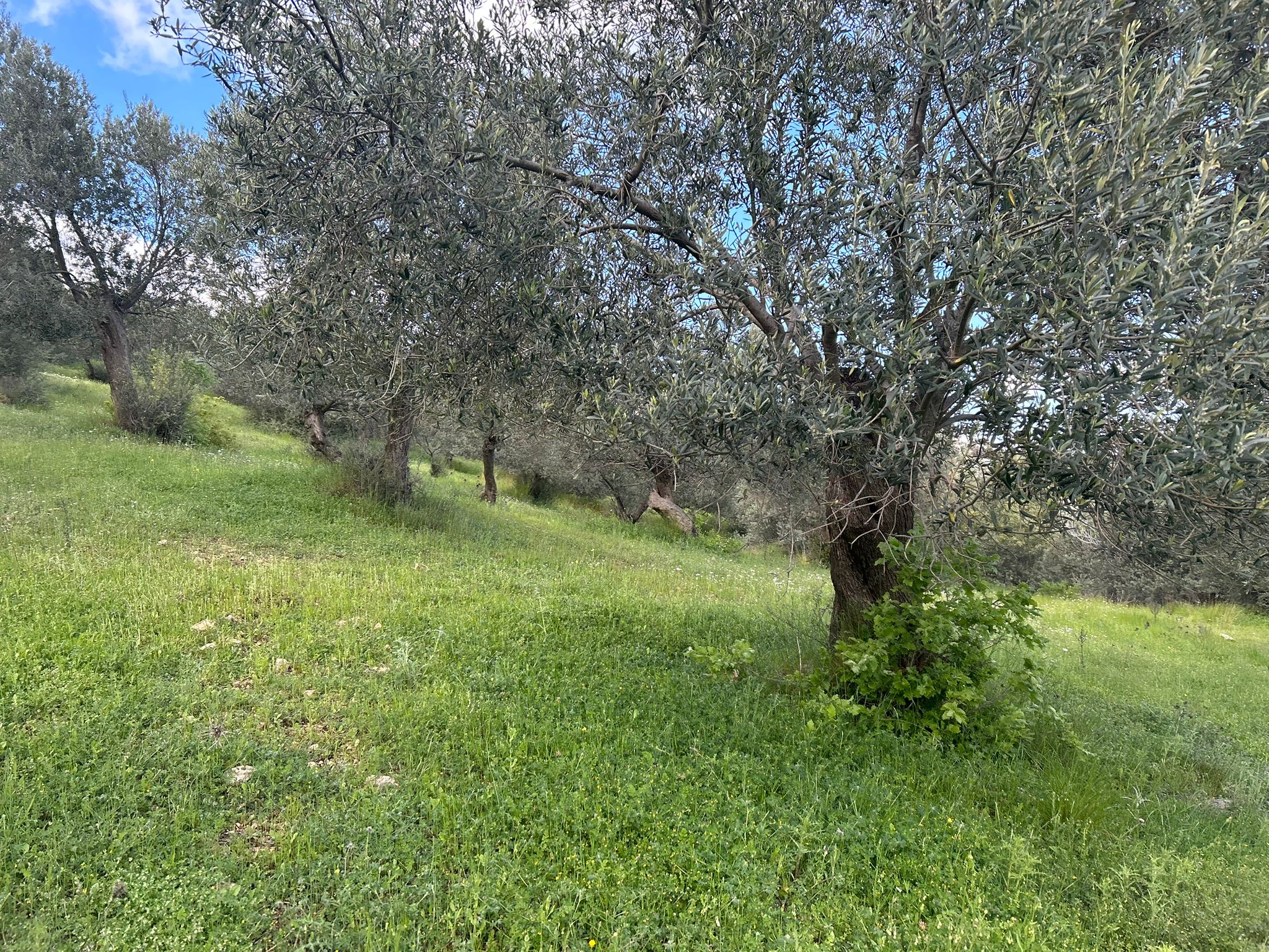 BALIKESİR EDREMİT KIZILKEÇİLİ’DE SATILIK ZEYTİNLİK – DENİZ MANZARALI