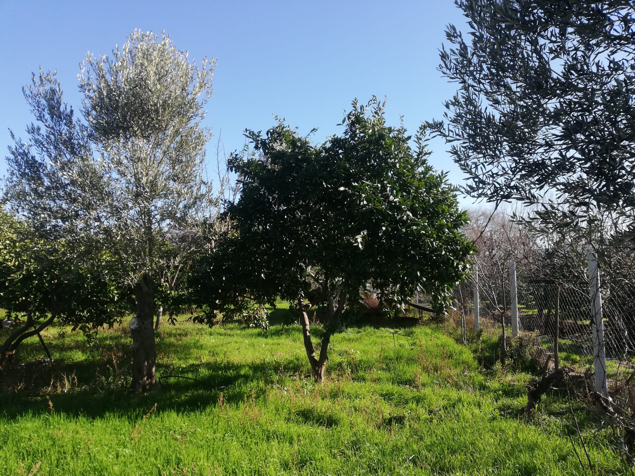 Tekke 'de 2 Dönümlük Hobi Bahçesi