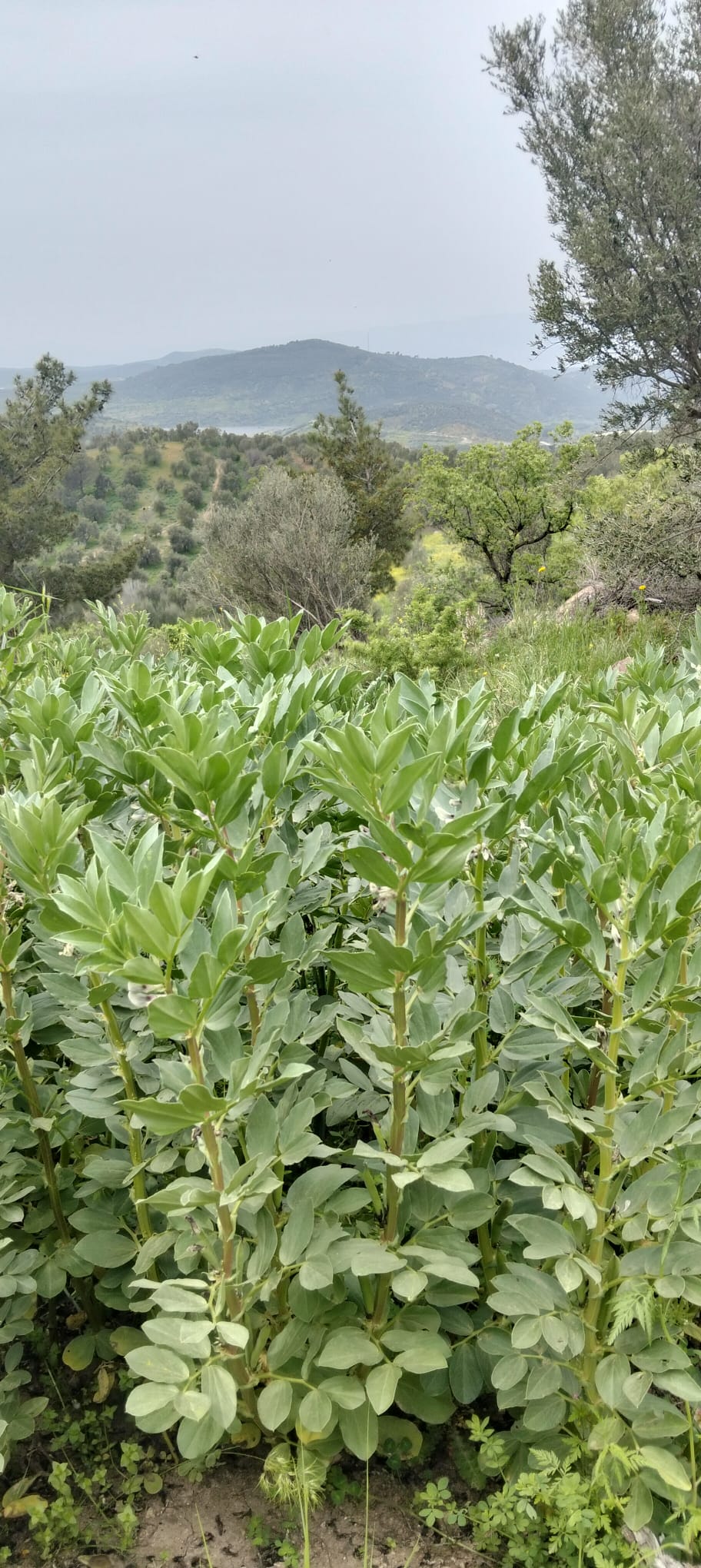 BALIKESİR BURHANİYE SÜBEYLİDERE MAHALLESİ’NDE SATILIK TARLA