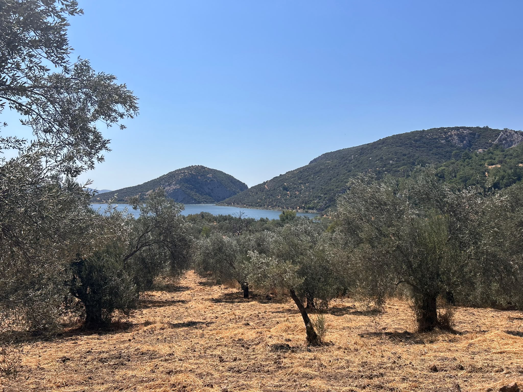 HAVRAN SARNIÇ’TA FULL GÖL MANZARALI SATILIK 3183 M2 ZEYTİNLİK