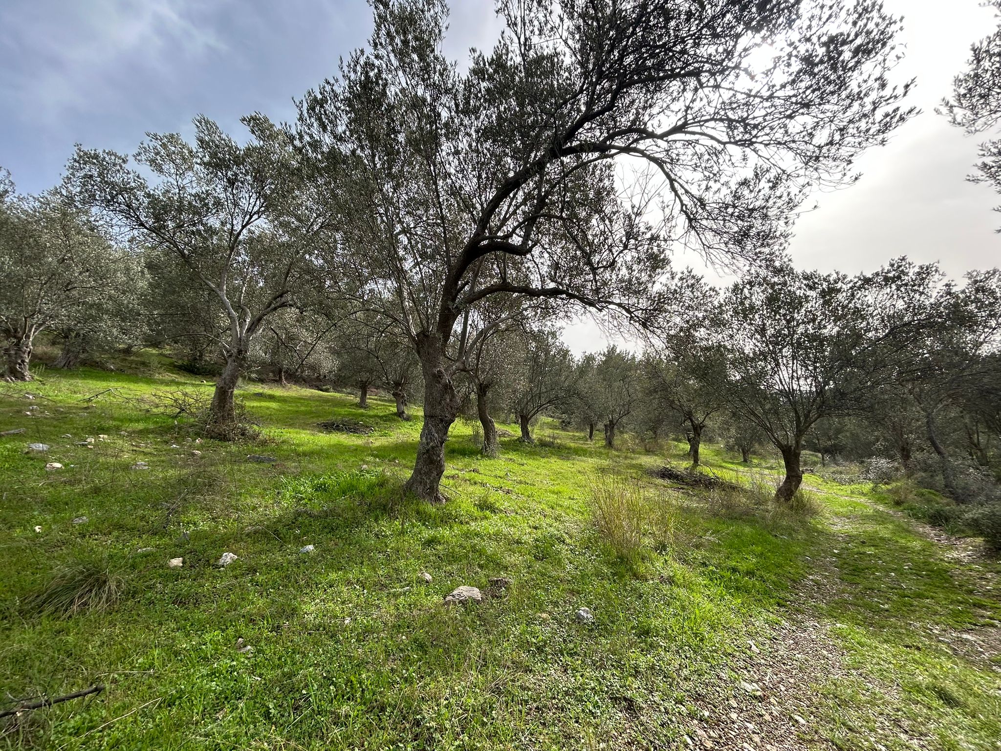 KARAAĞAÇ’TA SATILIK 9.724 M² ZEYTİNLİK, DERMAN KAPLICALARINA 300 Metre