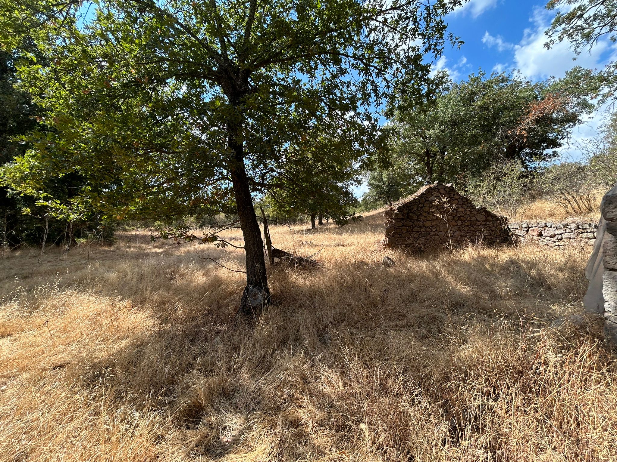 KÜÇÜKŞAPÇIDA SATILIK 3.3 DÖNÜM TARLA