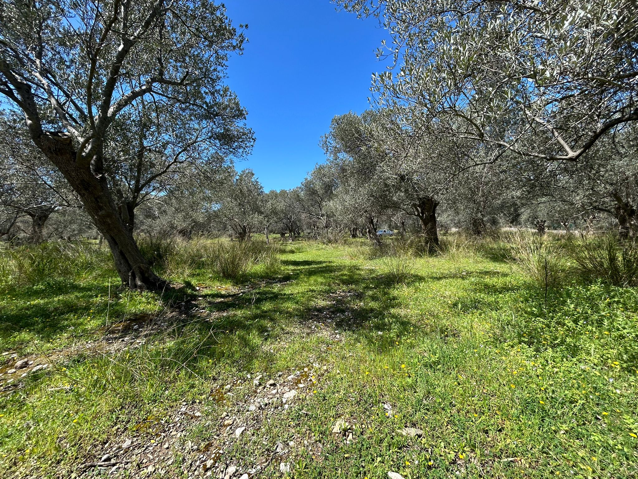 Doğa ile iç içe, yatırım değeri yüksek SATILIK ARSA