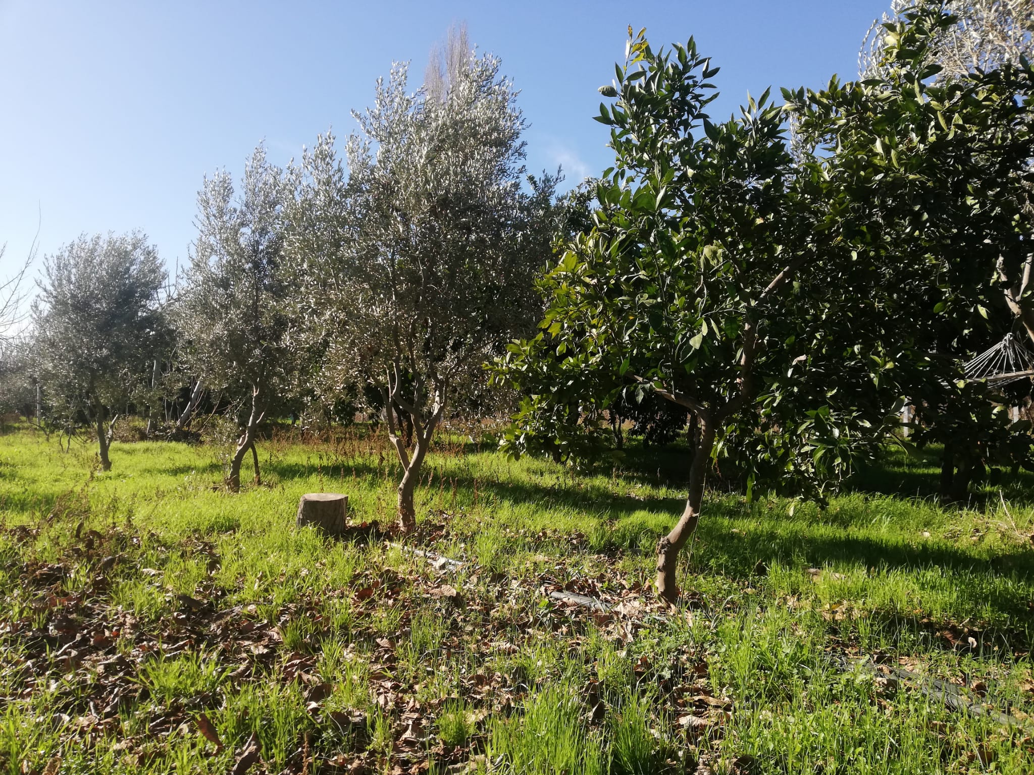 Tekke 'de 2 Dönümlük Hobi Bahçesi