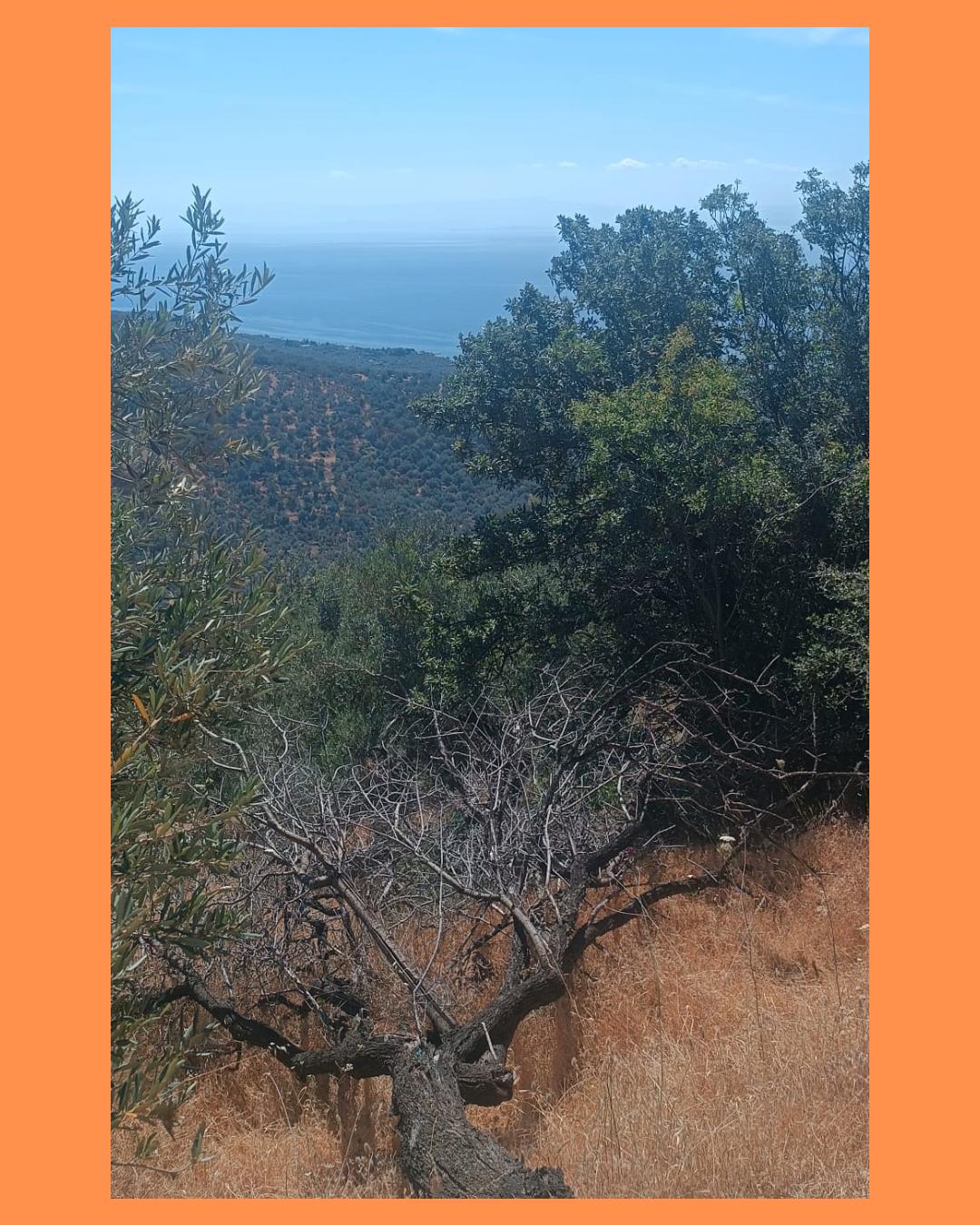 ÇANAKKALE AYVACIK ARIKLI’DA SATILIK 1,5 DÖNÜM  ZEYTİNLİK HİSSESİ