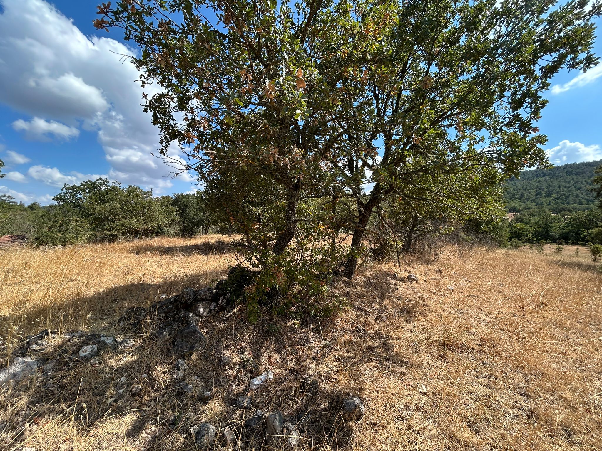 KÜÇÜKŞAPÇIDA SATILIK 3.3 DÖNÜM TARLA