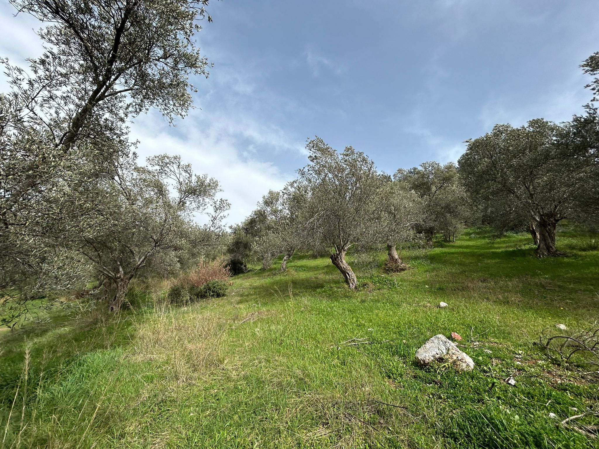 KARAAĞAÇ’TA SATILIK 9.724 M² ZEYTİNLİK, DERMAN KAPLICALARINA 300 Metre