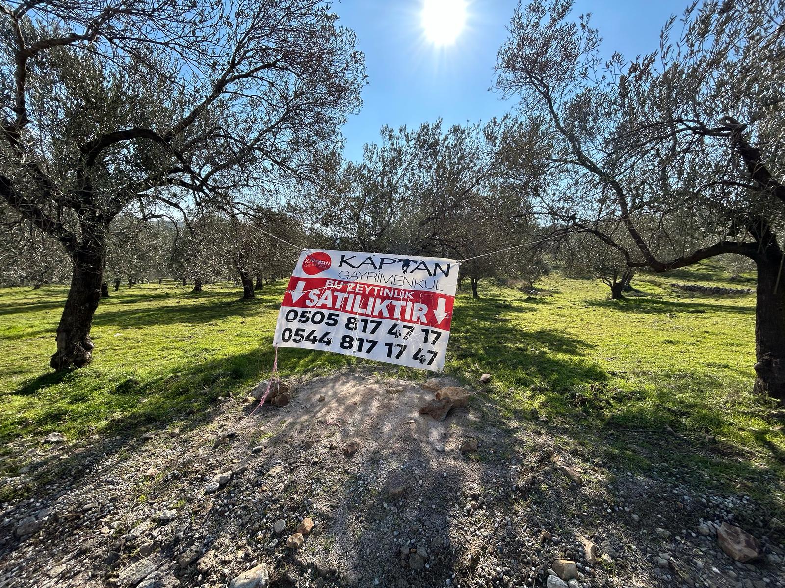 DERELİ'DE SATILIK 9939 M2 ANAYOL CEPHELİ ZEYTİNLİK