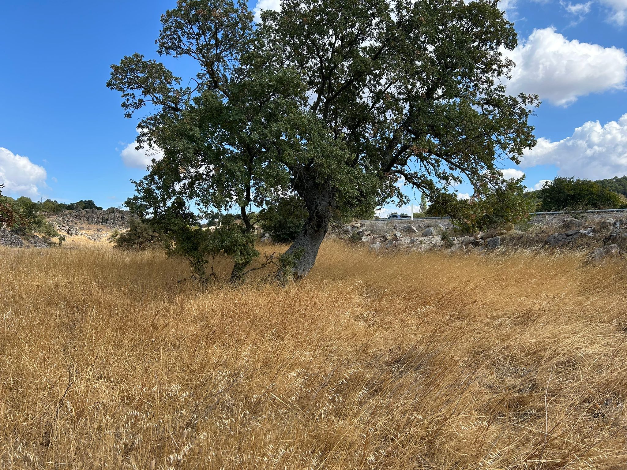 Edremit Balıkesir Ana Asfalt Yola 150 M Cephe Satılık 5 Dönüm Tarla