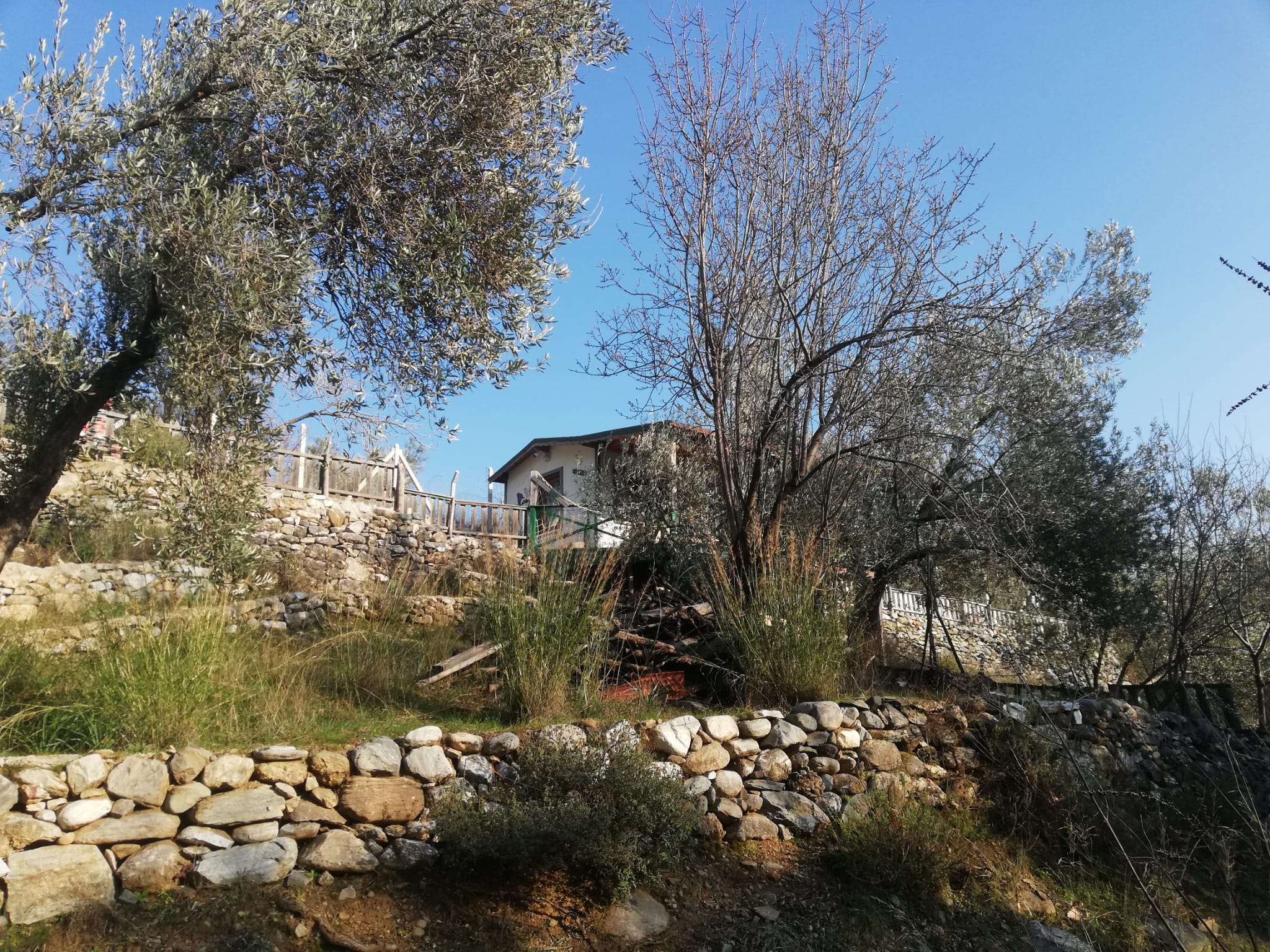 Kızılkeçili 'de Satılık 3 Dönüm Harika Zeytinlik