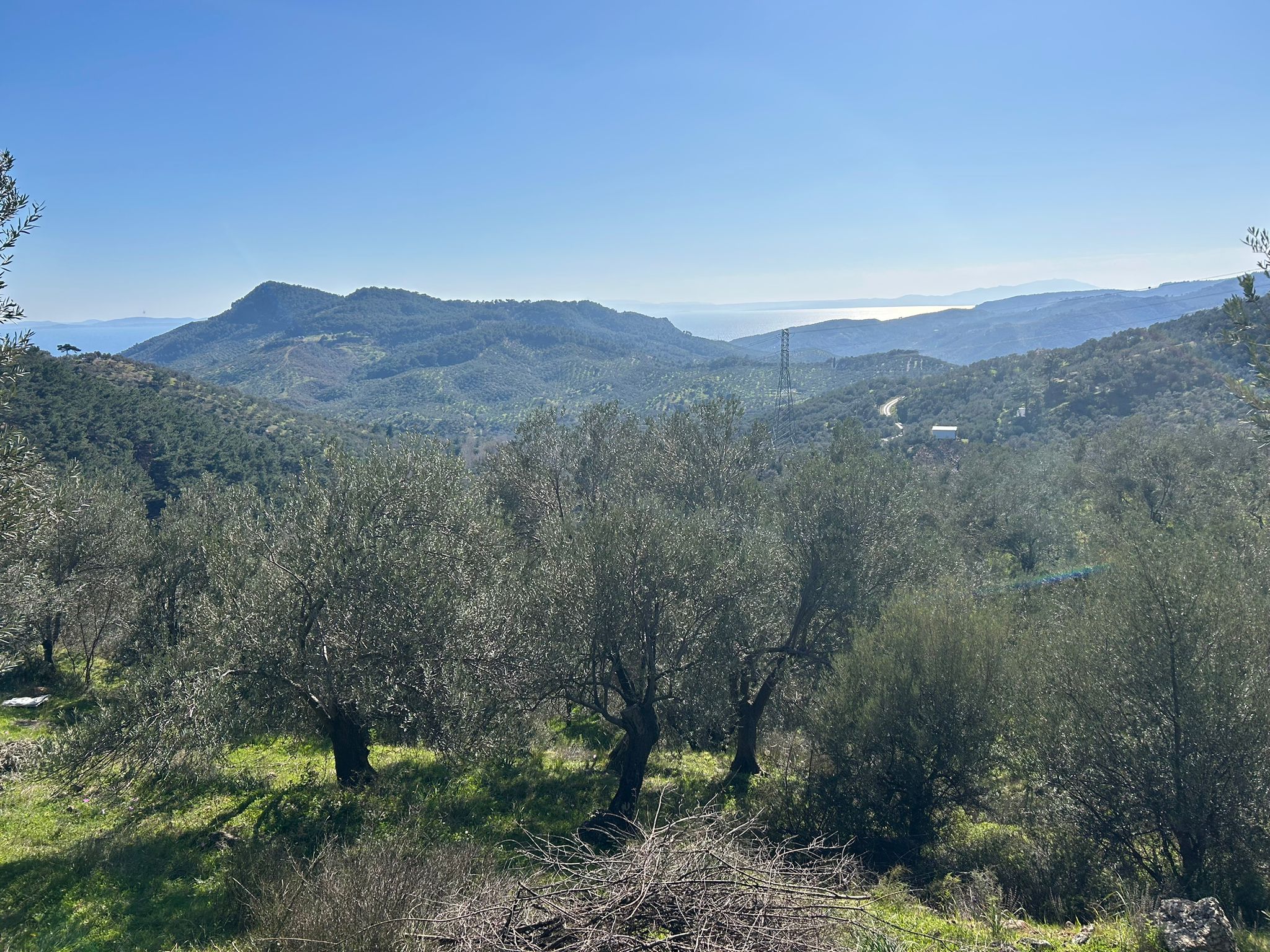 ÇANAKKALE AYVACIK ADATEPE'DE 16.580 m² DENİZ MANZARALI SATILIK ZEYTİNLİK