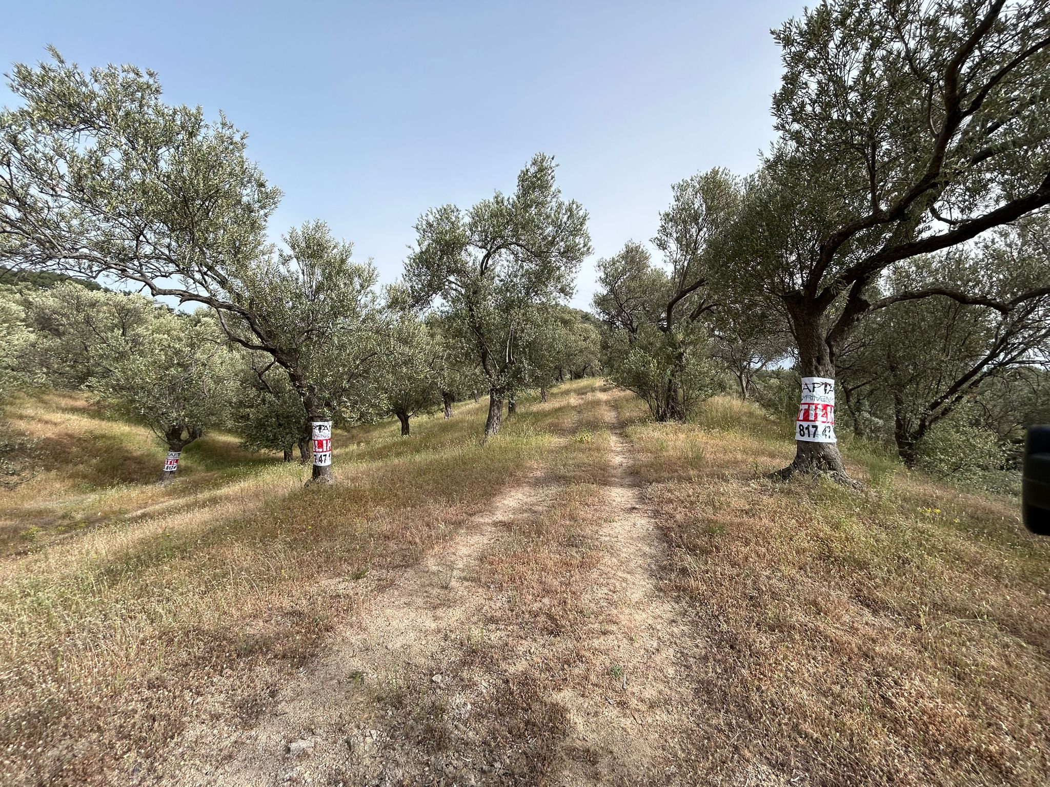 TAHTAKUŞLAR'DA SATILIK 459 M2 ZEYTİNLİK