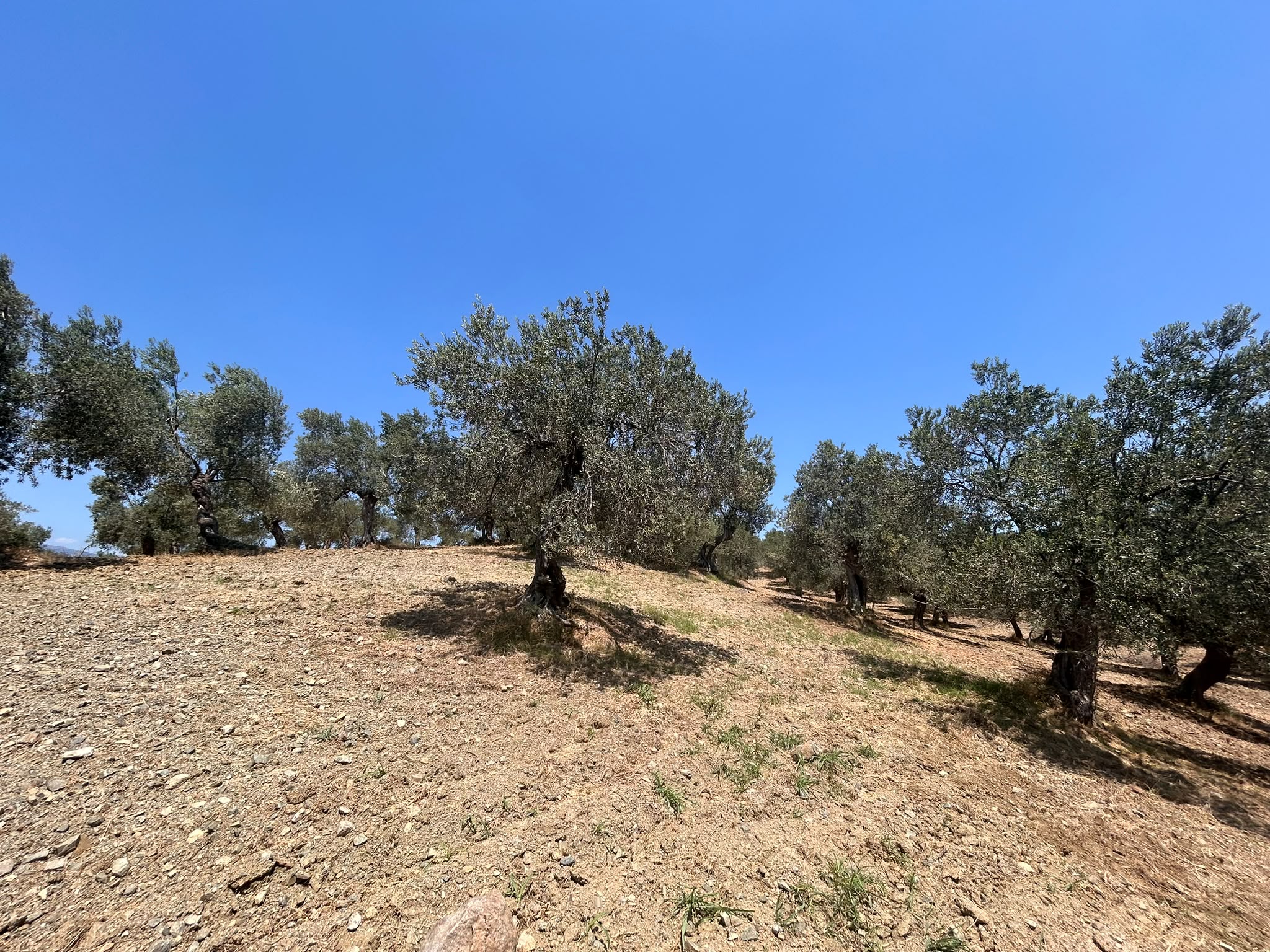 BALIKESİR HAVRAN HAMAMBAŞI MAHALLESİNDE SATILIK 8.096 m² ZEYTİNLİK