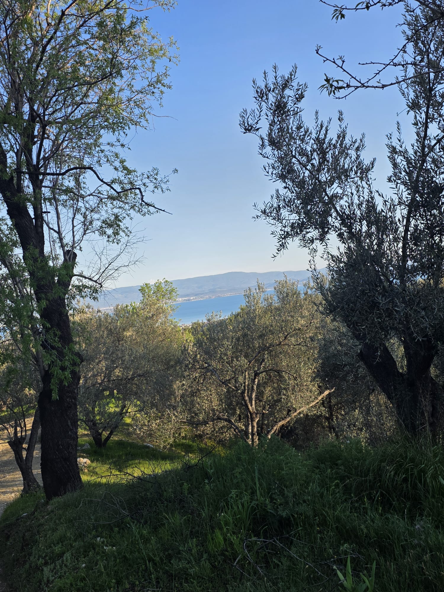 GÜREDE SATILIK 4317 M2 ZEYTİNLİK