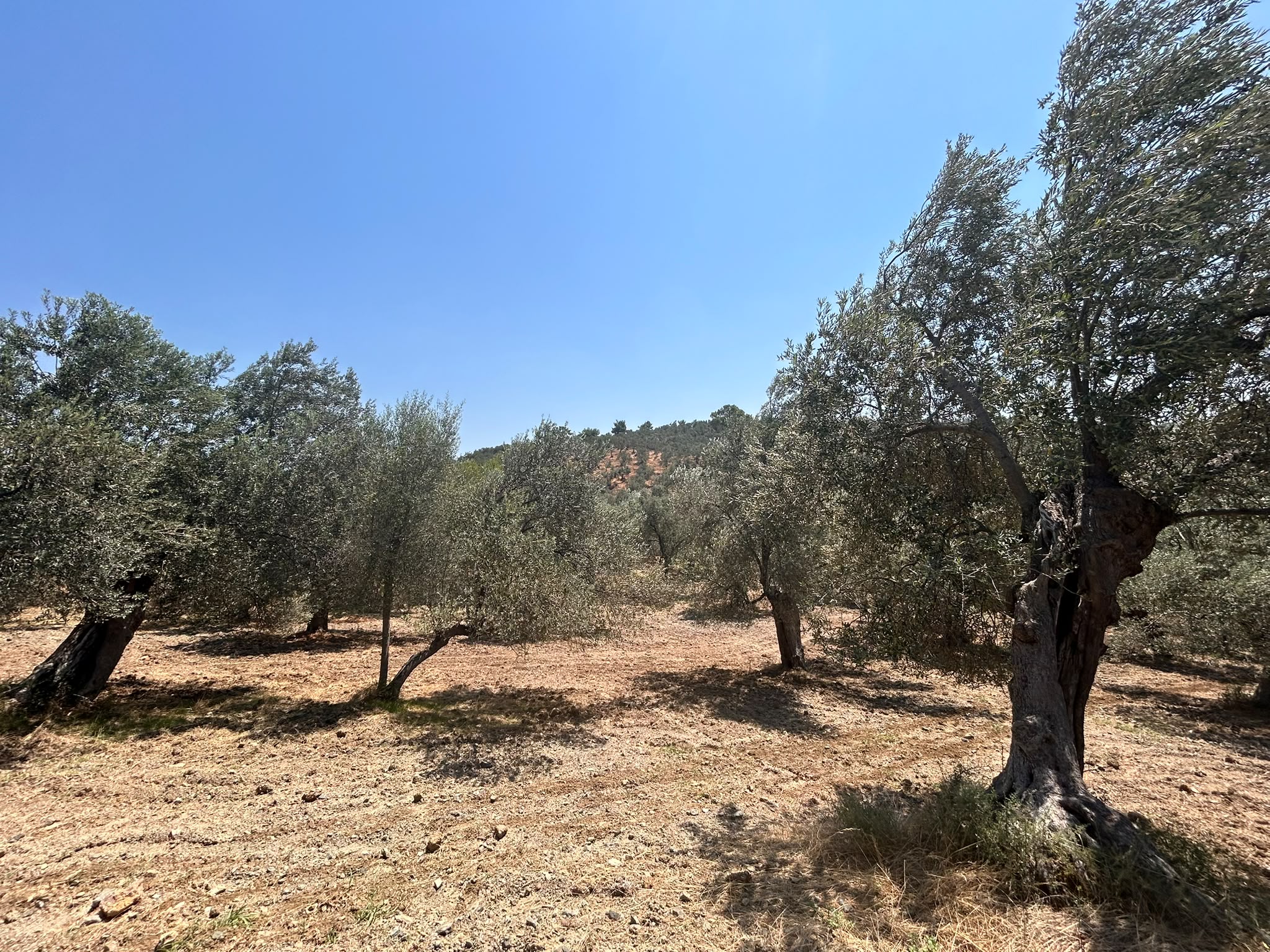 BALIKESİR HAVRAN HAMAMBAŞI MAHALLESİNDE SATILIK 8.096 m² ZEYTİNLİK