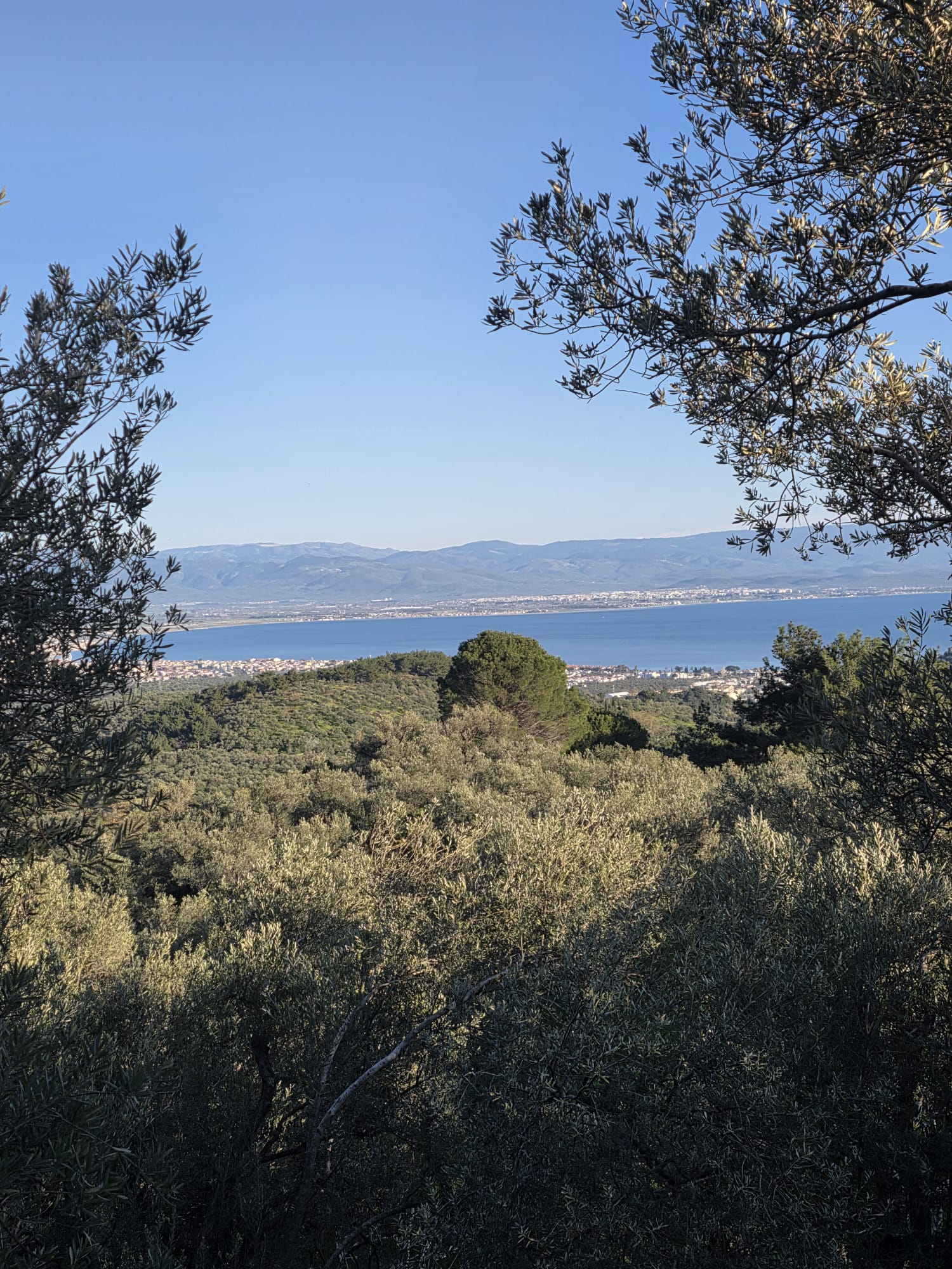 GÜREDE SATILIK 4317 M2 ZEYTİNLİK