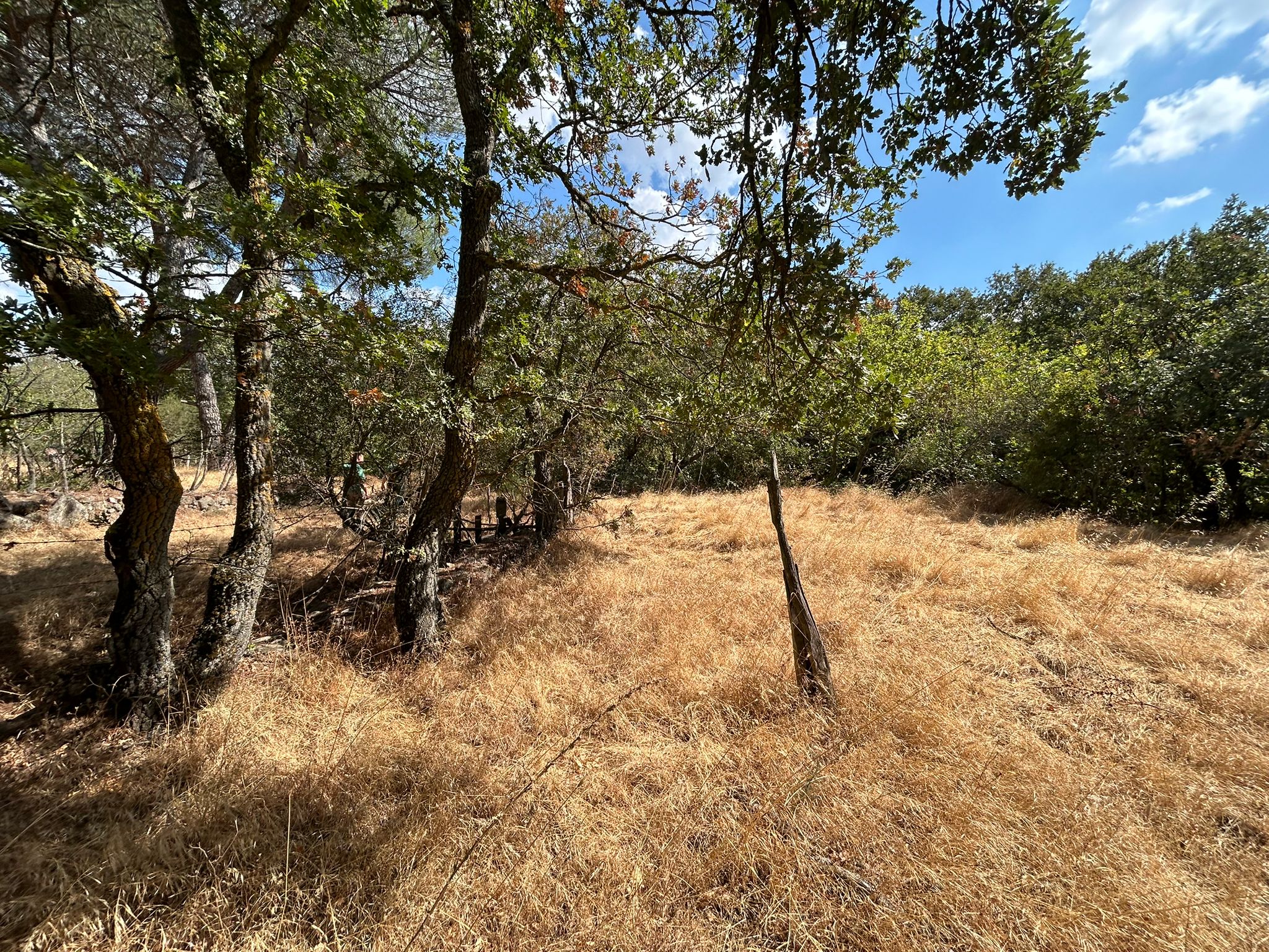 KÜÇÜKŞAPÇIDA SATILIK 3.3 DÖNÜM TARLA