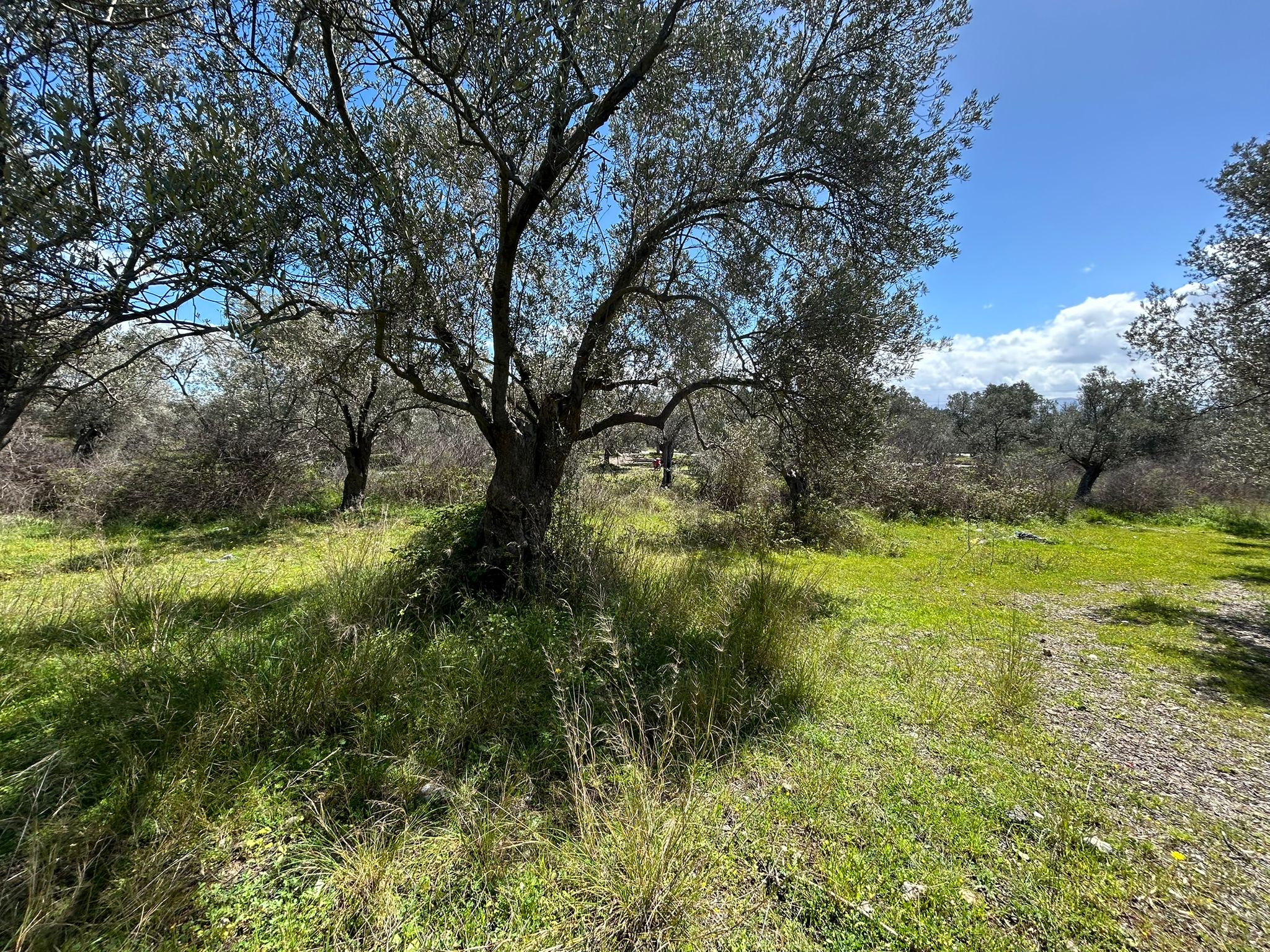 Doğa ile iç içe, yatırım değeri yüksek SATILIK ARSA