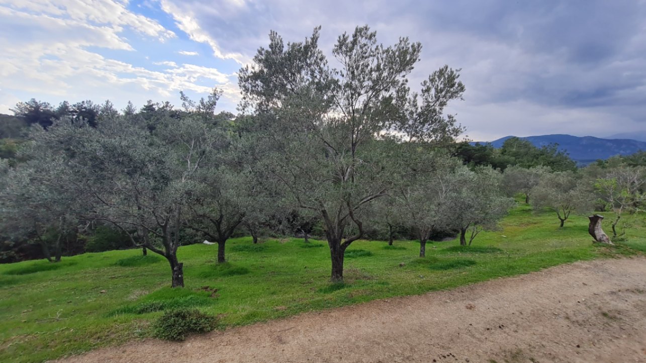 Havran Tepeoba Da Satılık 3.200 M² Zeytinlik