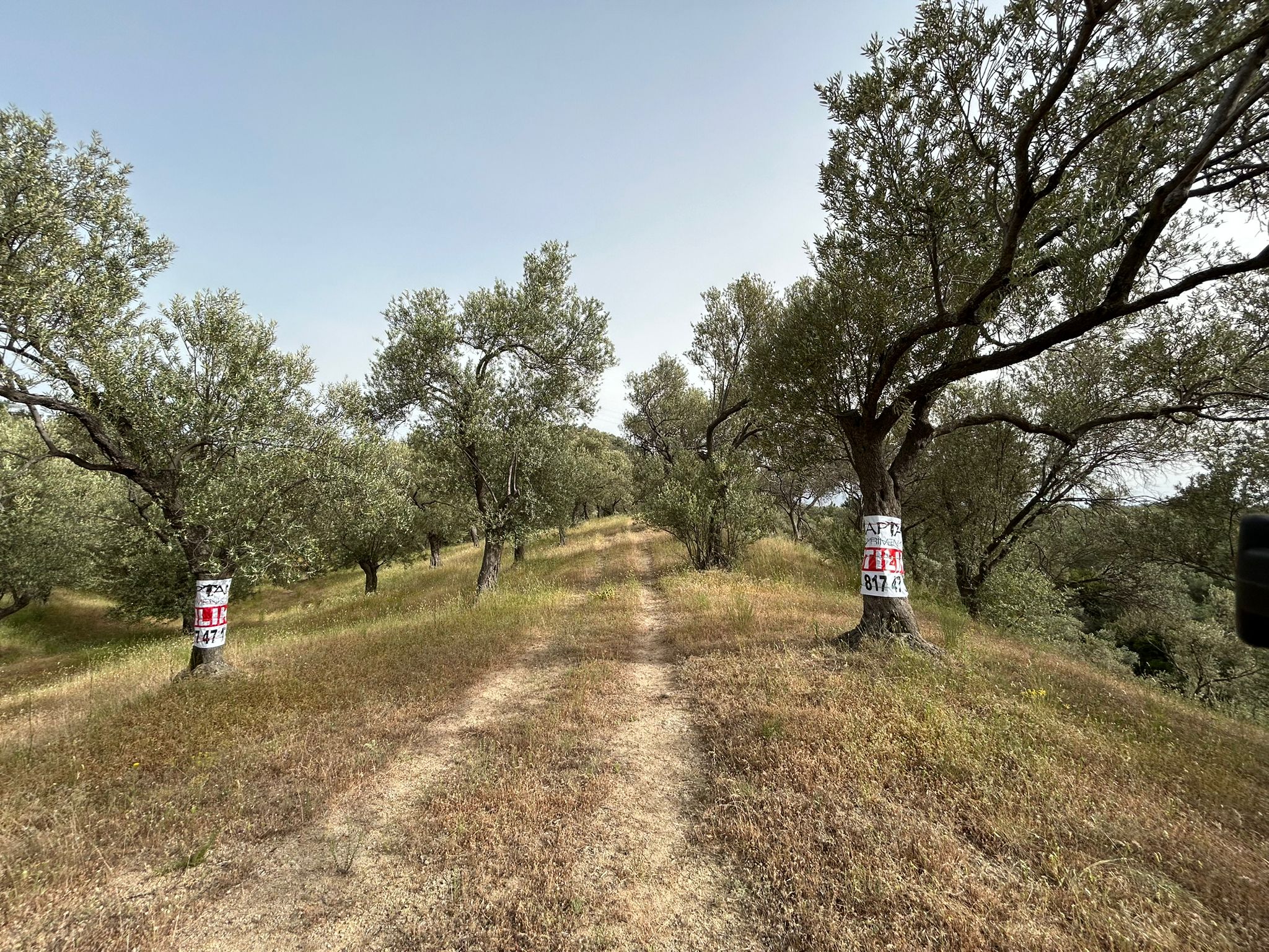 TAHTAKUŞLAR'DA SATILIK 459 M2 ZEYTİNLİK