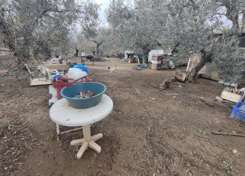 Balıkesir Edremit Kızılkeçili’de Satılık Zeytinlik