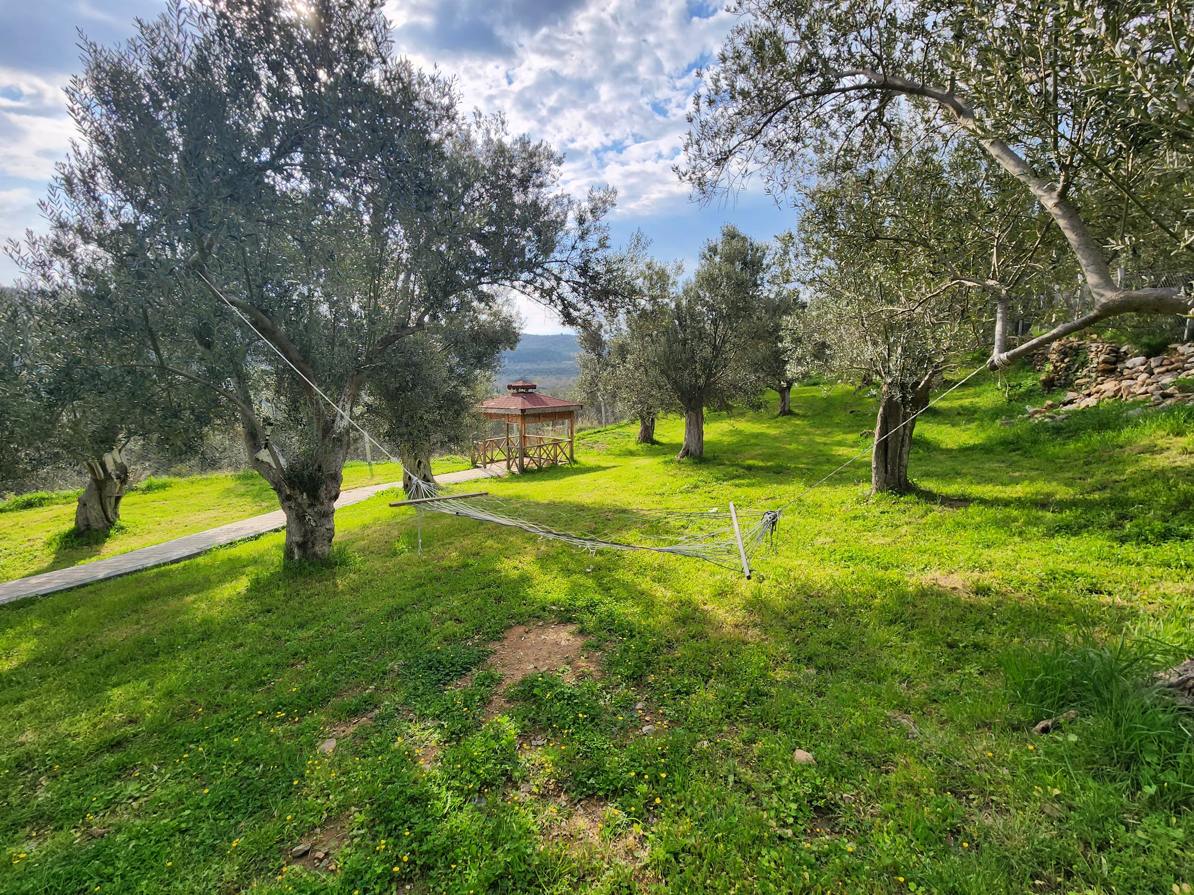 ZEYTİNLİ DE İÇİNDE EVİ OLAN SUYU VE ELEKTRİĞİ BULUNAN SATILIK ZEYTİNLİK