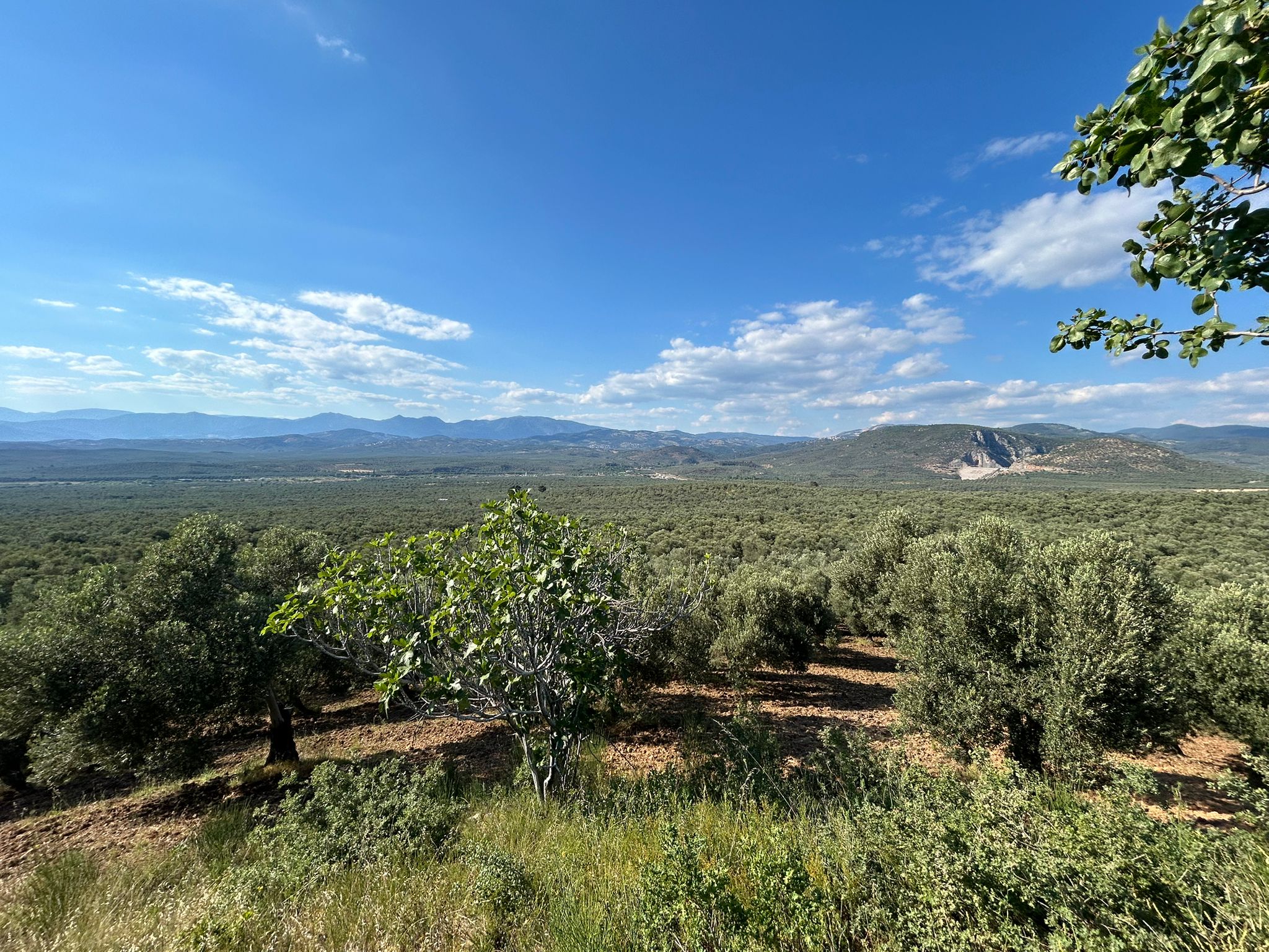 Köylüce 'de Satılık 12.728 M2 Zeytinlik