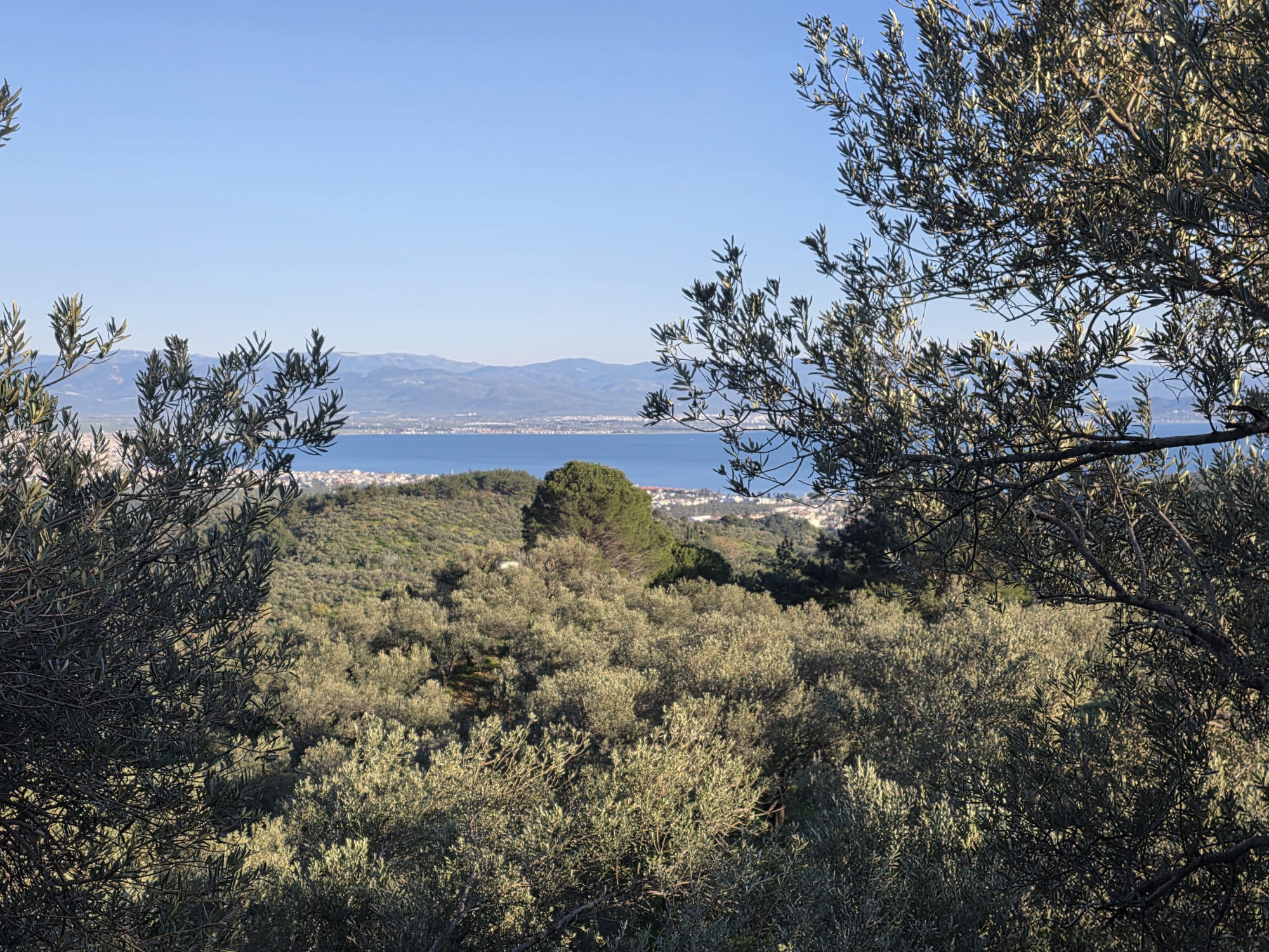 GÜREDE SATILIK 4317 M2 ZEYTİNLİK