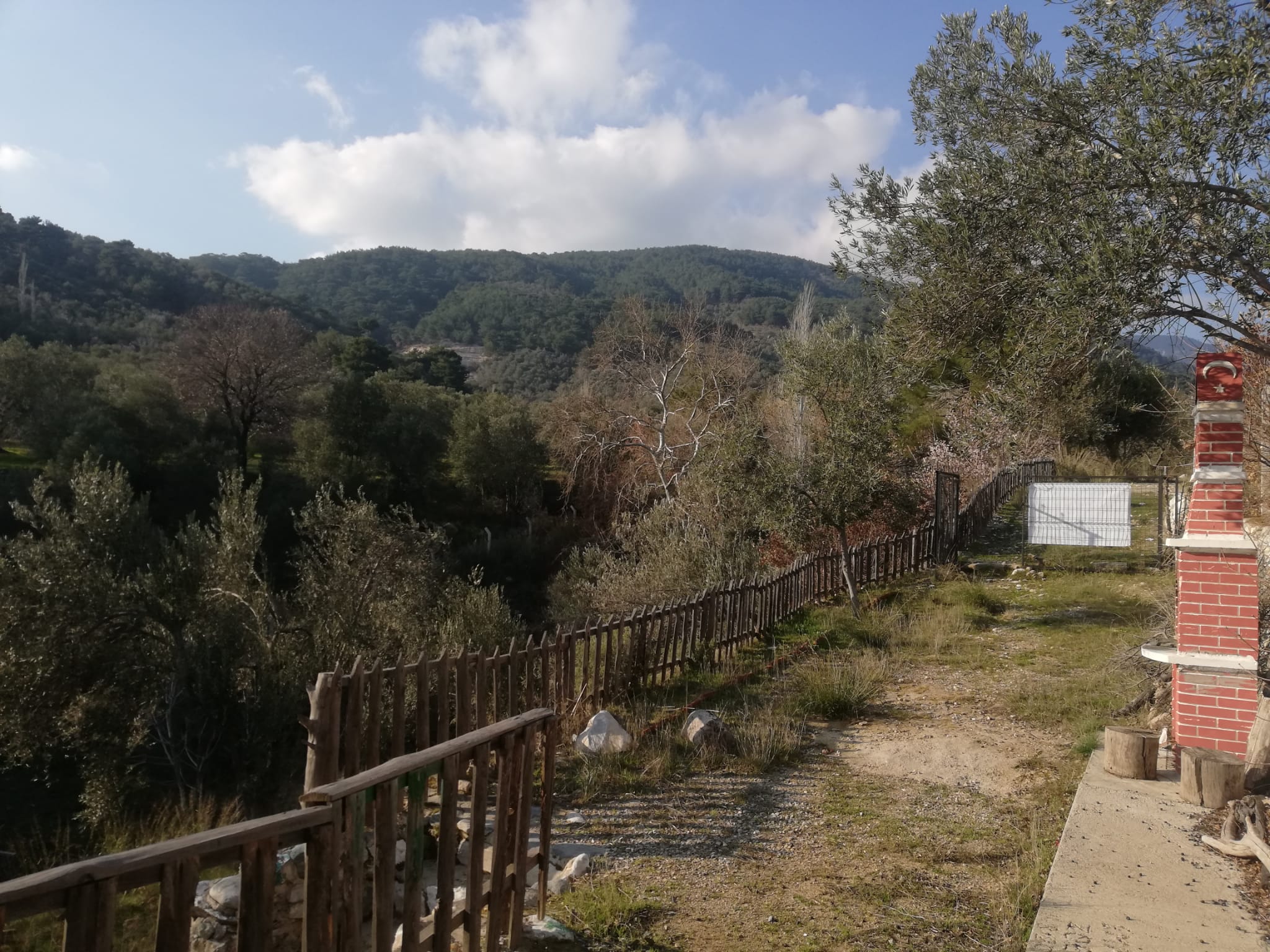 Kızılkeçili 'de Satılık 3 Dönüm Harika Zeytinlik