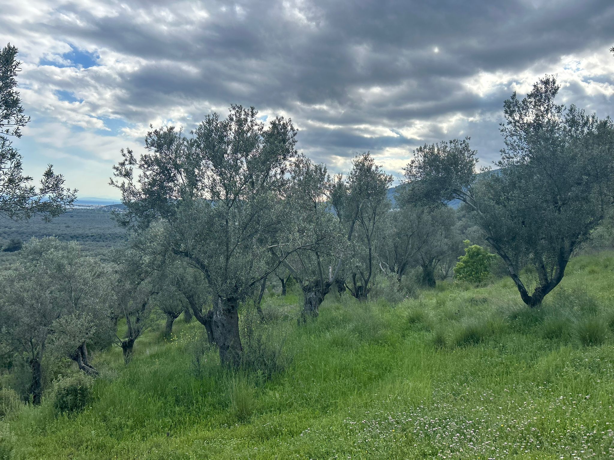 BALIKESİR EDREMİT KIZILKEÇİLİ’DE SATILIK ZEYTİNLİK – DENİZ MANZARALI