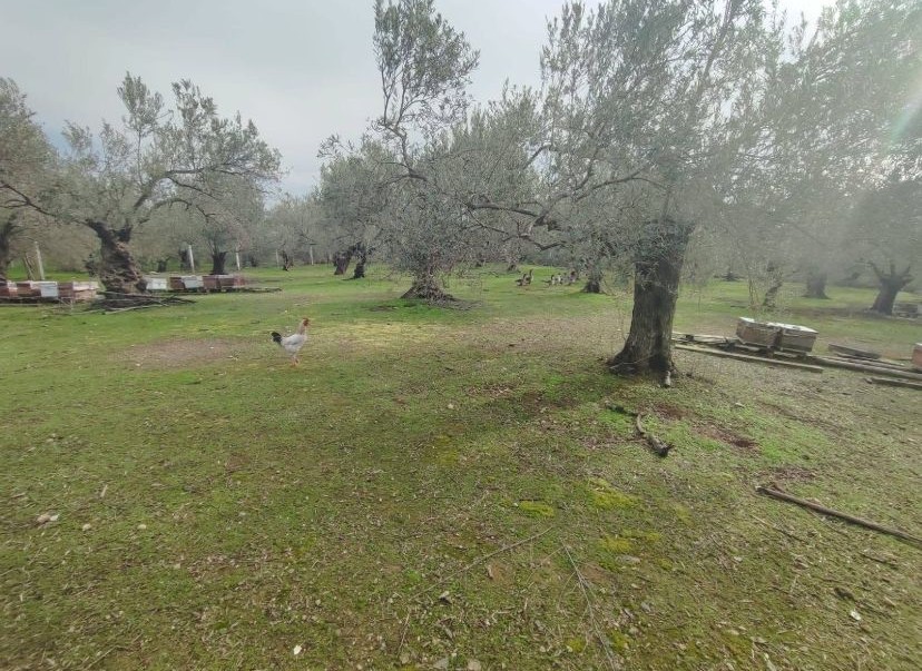 Balıkesir Edremit Kızılkeçili’de Satılık Zeytinlik