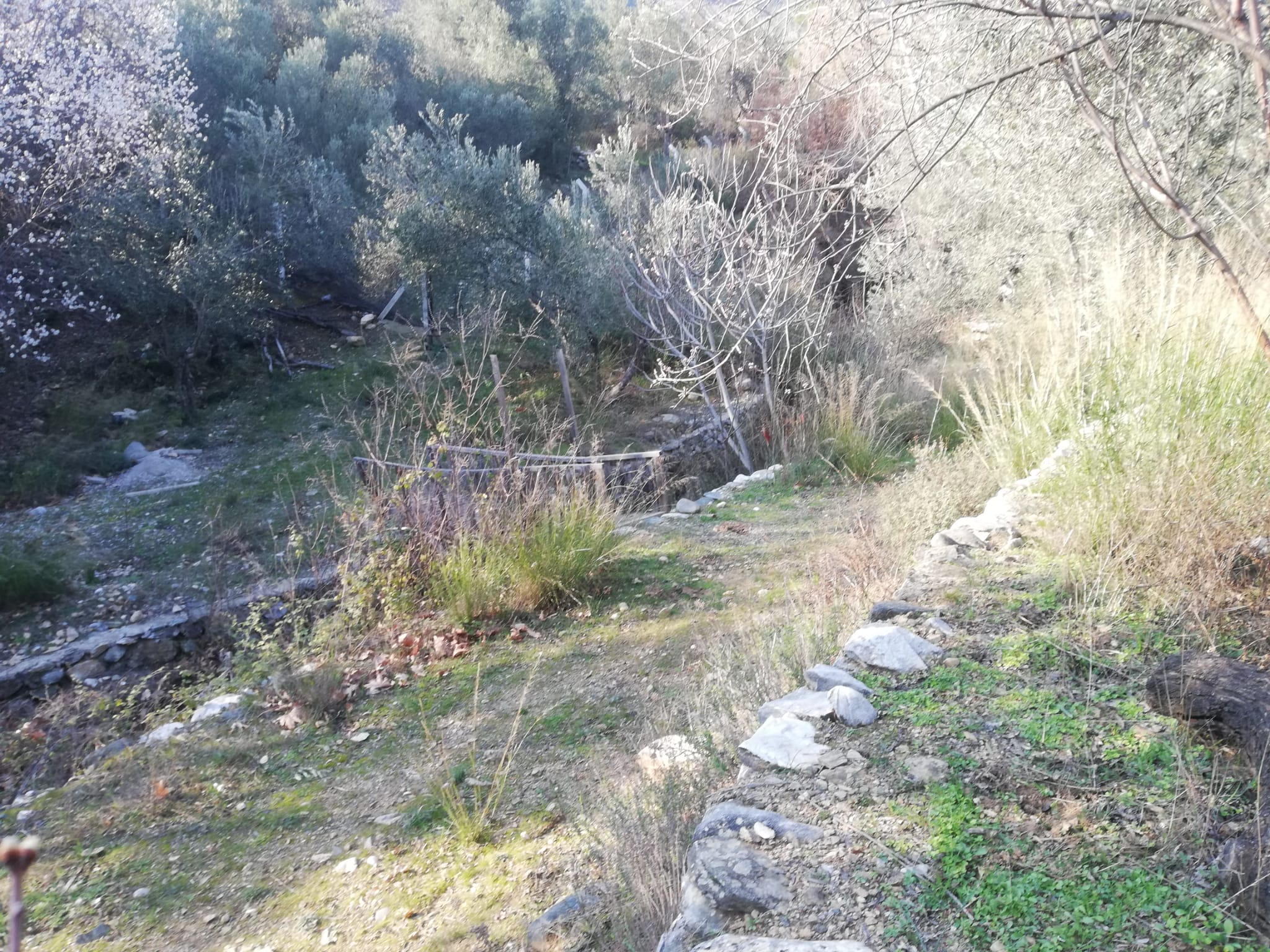 Kızılkeçili 'de Satılık 3 Dönüm Harika Zeytinlik