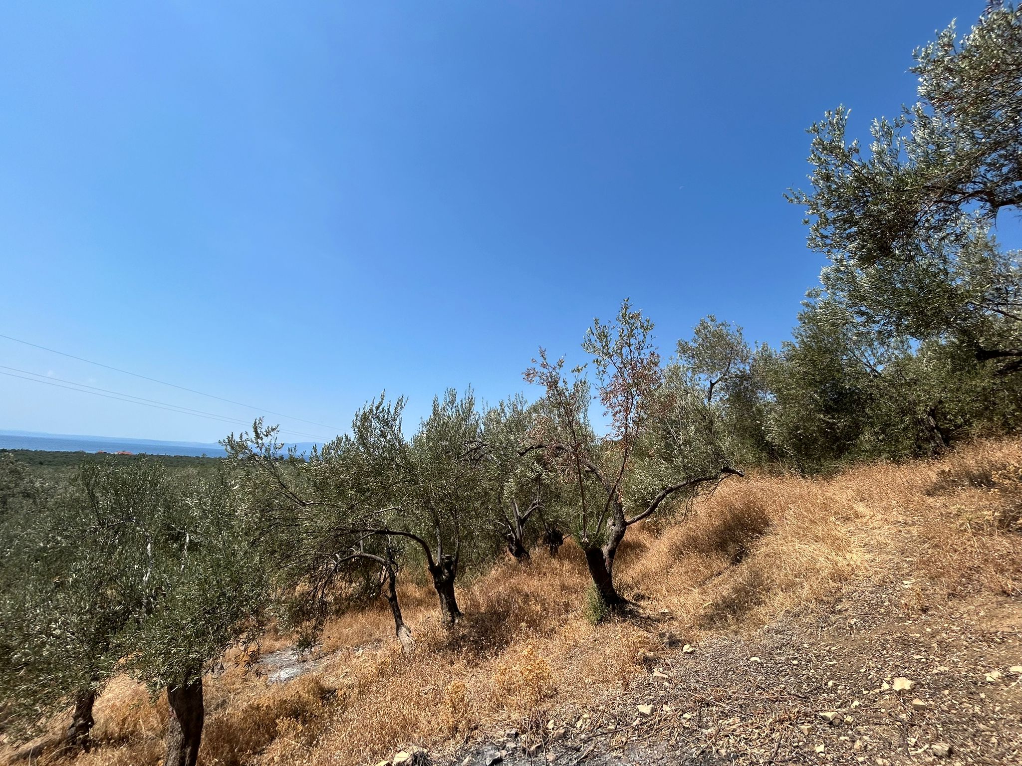 Asos 'ta 350 M2 Satılık Zeytinlik