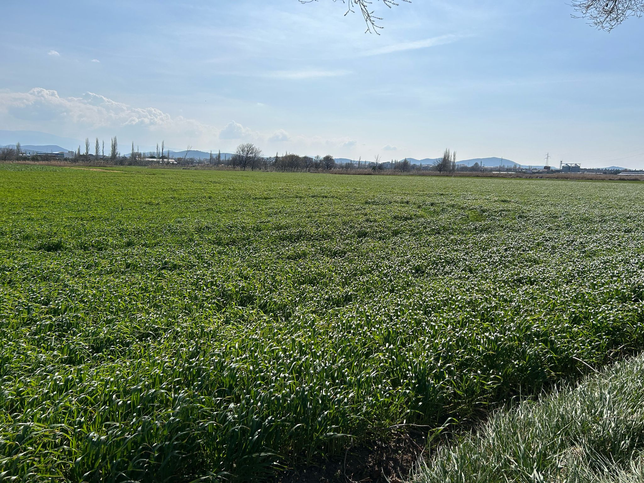 Geriş'te 15 Dönüm Satılık Tarla