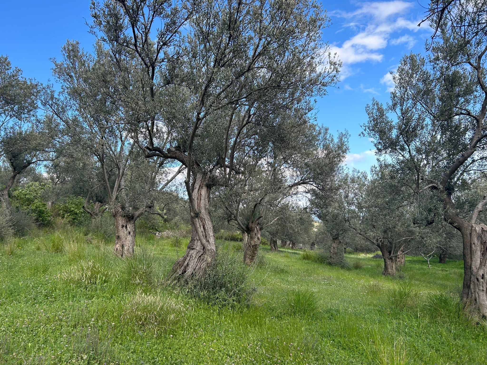 BALIKESİR EDREMİT KIZILKEÇİLİ’DE SATILIK ZEYTİNLİK – DENİZ MANZARALI